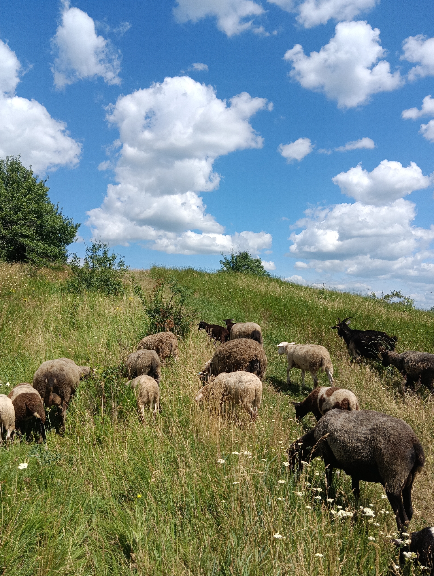 A herd of sheep and two goats graze in a grassy field under a bright blue sky dotted with white clouds. The terrain is gently sloped, with tall, dry grass and scattered wildflowers. A few trees are visible in the background. The sheep are of various breeds and colors, including brown, white, and black. One black goat is on the right side of the image, and another dark-colored goat is further back. Some sheep are grazing, while others are standing or walking. The scene appears peaceful and pastoral.