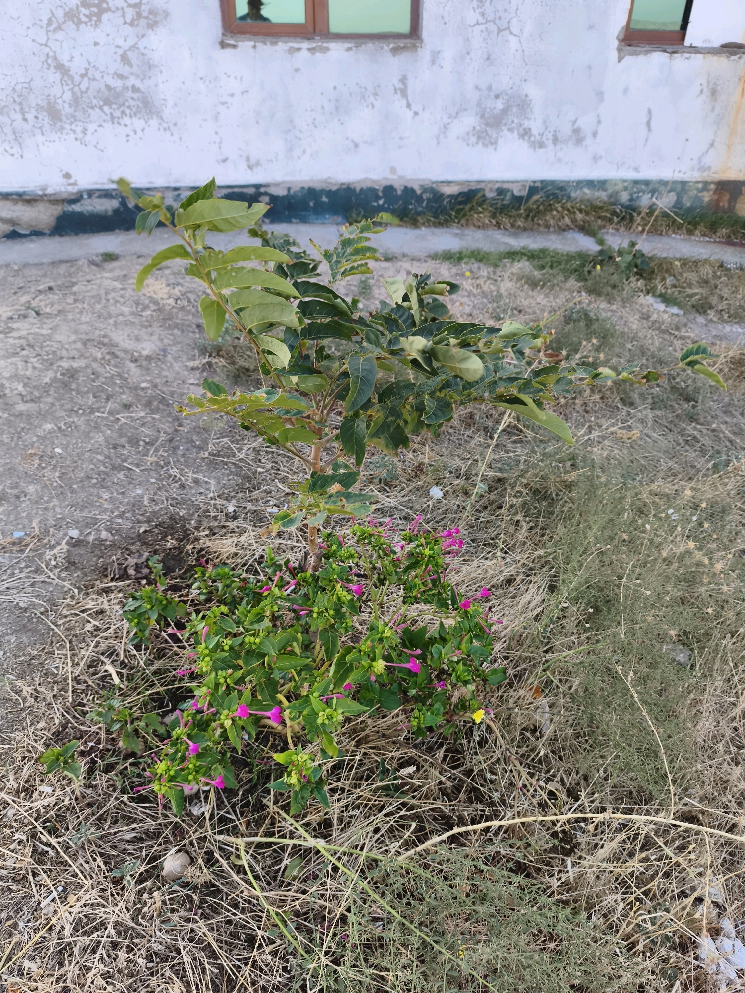 A small, young plant with green leaves and vibrant pink flowers grows in dry, patchy grass near a weathered, off-white building in Qalaşıxı, Azerbaijan. The building has a rough texture and visible cracks, with a section of dark blue paint near the ground. Two windows with brown frames are visible on the building's facade, reflecting a greenish hue. The ground around the plant is a mixture of dry soil, straw-like grass, and scattered debris. A small, empty snail shell rests in the grass near the base of the plant. The overall scene depicts a slightly neglected outdoor area with signs of a harsh climate.