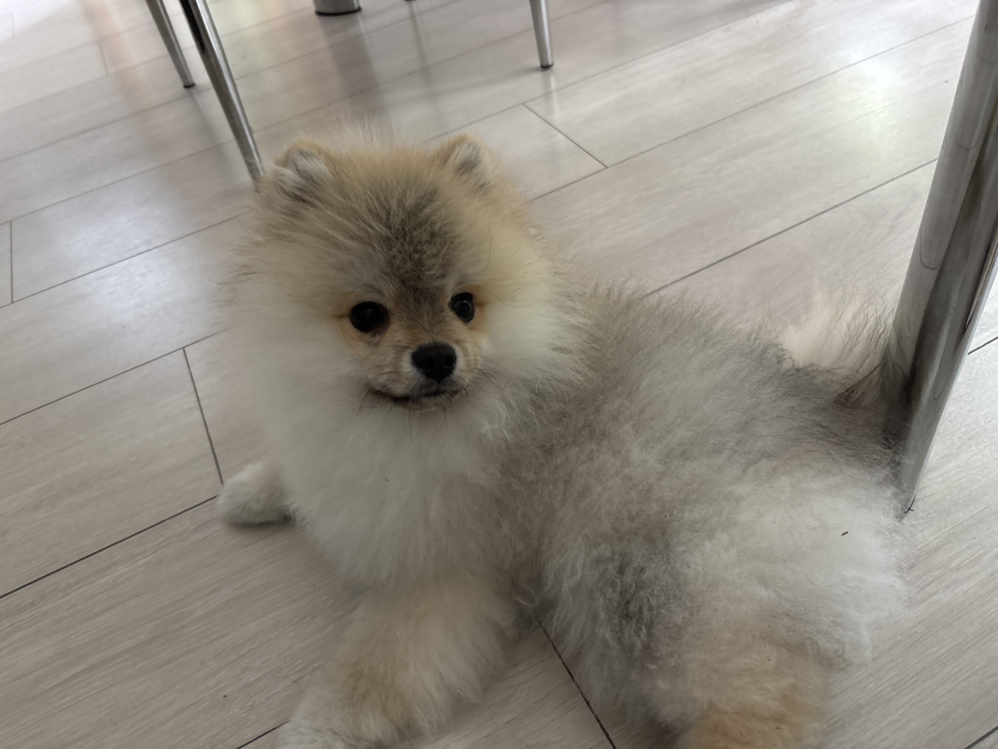 A medium-angle shot features a small, light brown and white Pomeranian dog lying on a light-colored, wood-patterned floor. The dog is positioned slightly to the left of the frame, looking to the left with a gentle expression. Its fluffy fur is a mix of light brown on the head and back, blending into white on the chest and paws. Portions of chrome metal chair legs are visible in the background and to the right of the dog. The environment is indoors, and the floor suggests a domestic setting. The location and city of Plovdiv, Bulgaria cannot be determined from the visual information.