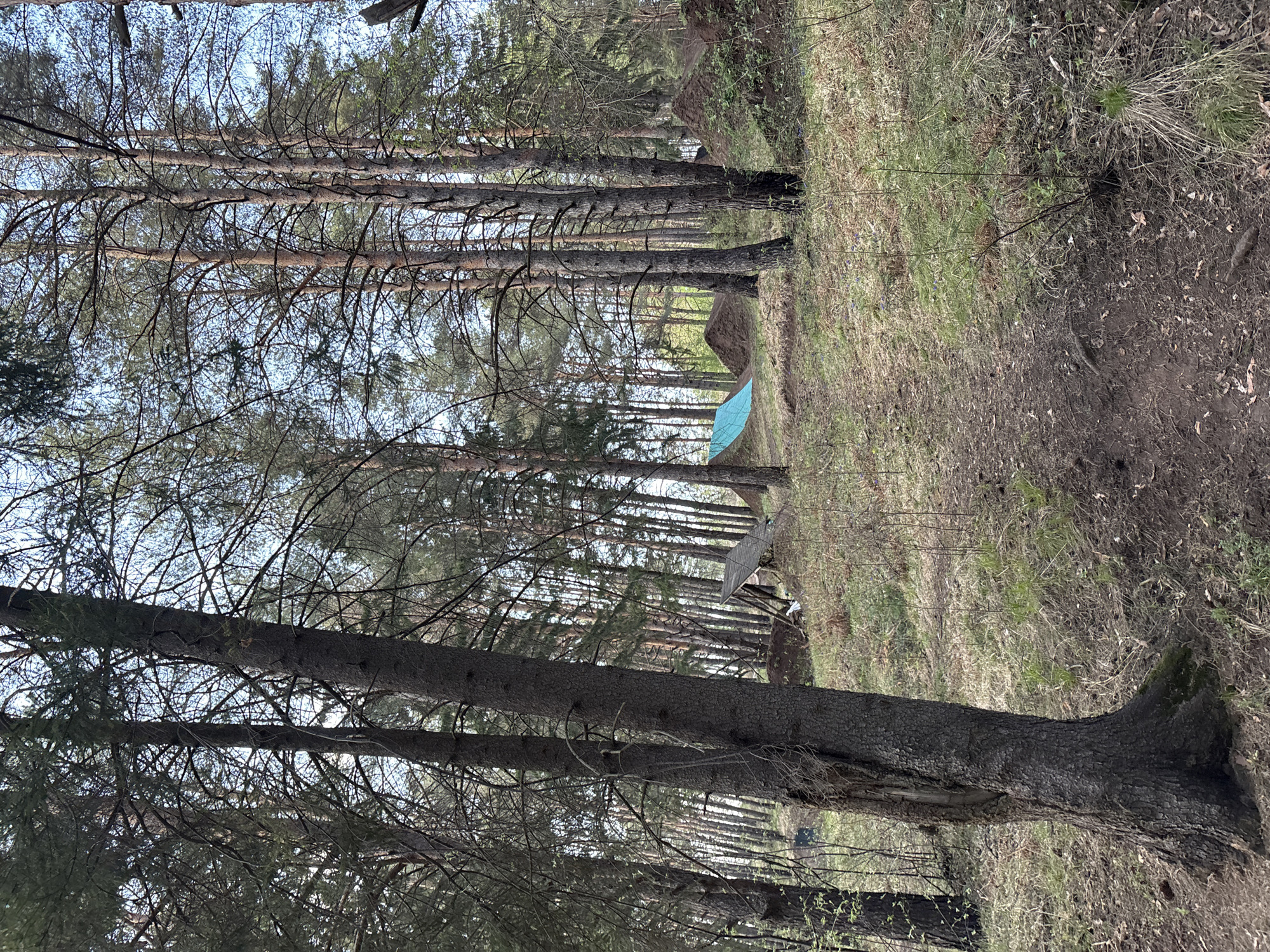 The image shows a forest landscape likely located in a wooded area near Perm, Russia. It appears to be a stand of tall, slender pine trees, many without lower branches. The ground is covered with a mix of dirt, dead leaves, and some sparse green vegetation. In the middle ground, there is a blue tarp and a wooden structure possibly used for shelter. The scene is captured from a slightly tilted perspective, enhancing the height and density of the trees. The sky is visible through the branches, suggesting a partly cloudy day.