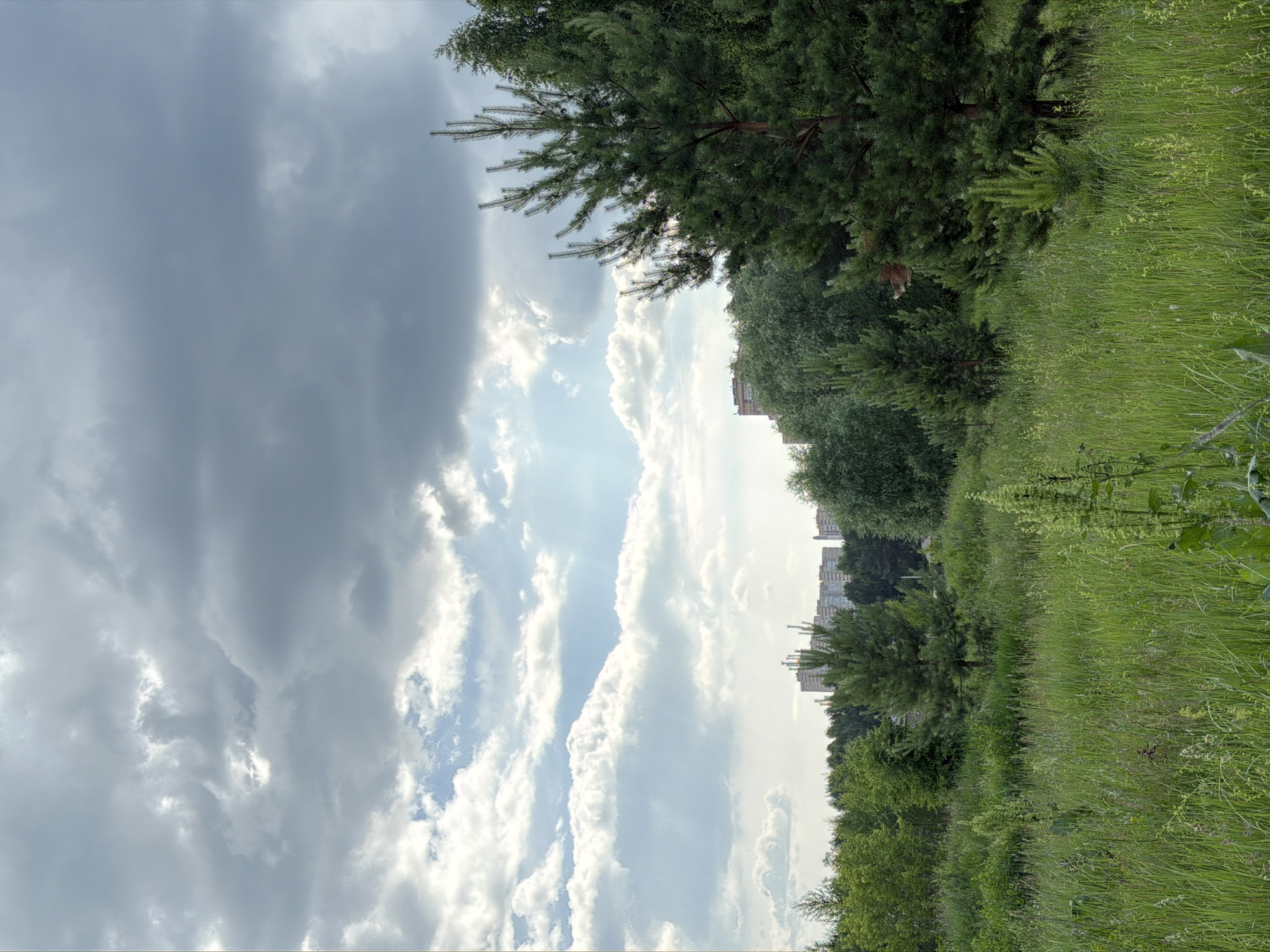 The image depicts an outdoor scene with a foreground of tall green grass and scattered wild plants. In the middle ground, a dense line of trees stretches horizontally, with a prominent pine tree on the right side of the frame. Several smaller pine trees are visible interspersed among the other trees. In the background, behind the treeline, several tall, multi-story residential buildings are visible, indicating an urban or suburban setting. The sky above is dramatic, filled with a mix of dark gray storm clouds and patches of bright, illuminated sky where sunlight is breaking through. The overall impression is a somewhat overcast day with a hint of sunlight. There are no people or animals visible in the image. The location is identified as Unknown, Unknown.