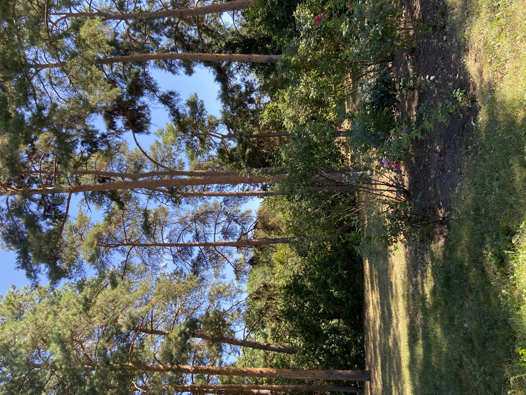 The image depicts a sun-dappled park scene, dominated by tall pine trees and dense green foliage. In the foreground, a patch of dry, golden-brown grass is illuminated by sunlight, casting shadows from the trees. A cluster of rose bushes, some with visible pink blossoms, are planted in dark soil to the right of the grassy area. Behind the rose bushes, a thick wall of dark green vegetation forms the middle ground, interspersed with more pine trees whose trunks are a warm, reddish-brown. The background consists of more trees and a clear, bright blue sky. The overall impression is one of a serene, natural environment within a park setting.