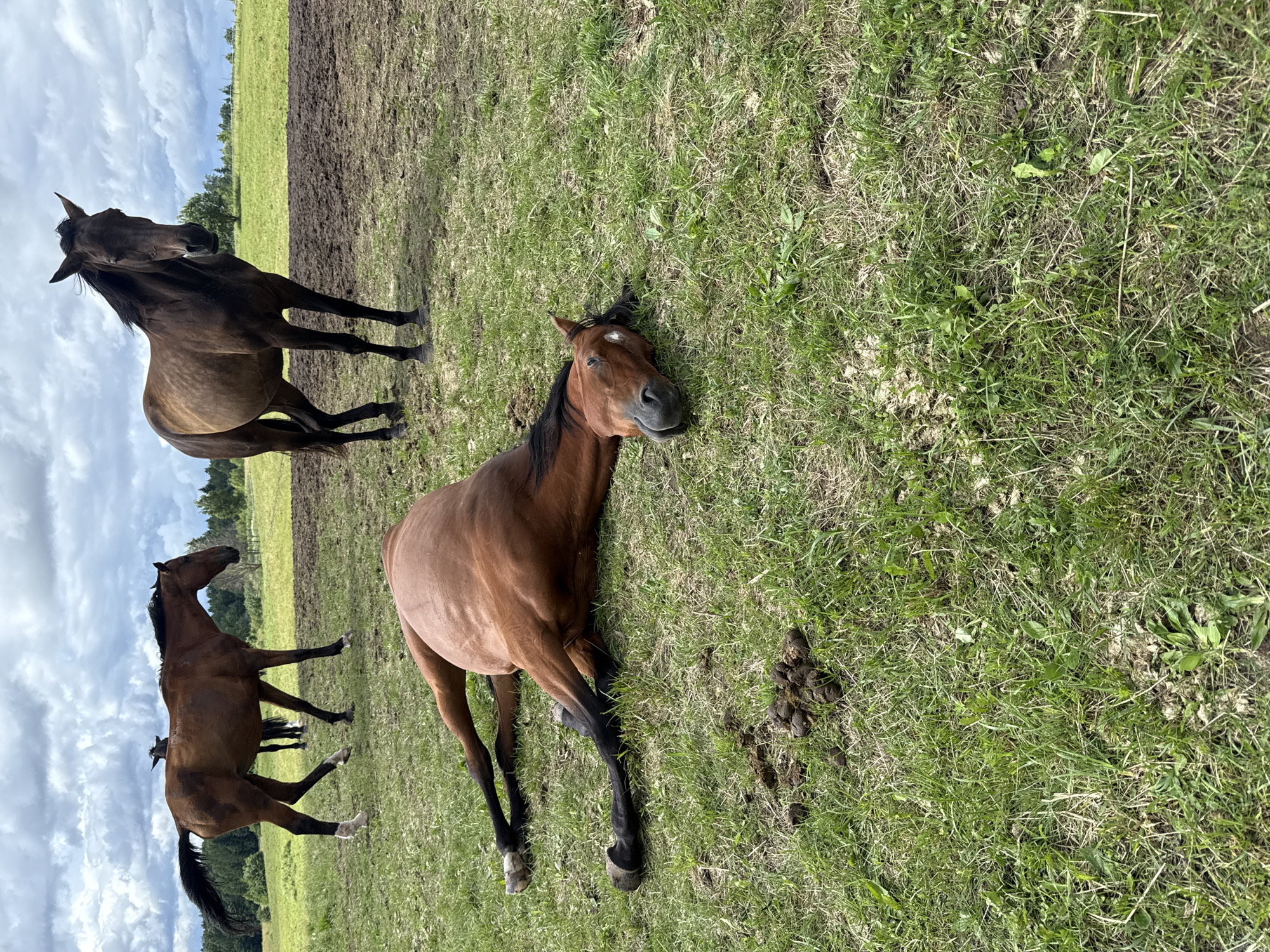 The image depicts a pastoral scene with four horses in an open field under a cloudy sky. In the foreground, a brown horse is lying on its side in the green grass, appearing to rest or sleep. Its head is turned towards the camera, and its legs are splayed out. To the left of this horse, a pile of horse droppings is visible on the grass.
In the middle ground, two other horses are standing. One is a darker brown horse facing to the left, with its tail swishing. Behind it, another horse, mostly obscured, is also standing. Further in the background, a fourth, darker horse stands in a muddy area, looking towards the camera.
The environment consists of a grassy field with patches of bare earth or mud, particularly in the middle and background. A line of trees forms the horizon in the distance, under a dramatic sky filled with gray and white clouds. The overall impression is one of a rural setting, possibly a pasture or farm, in Galinė, Lithuania, given the context of the location provided.