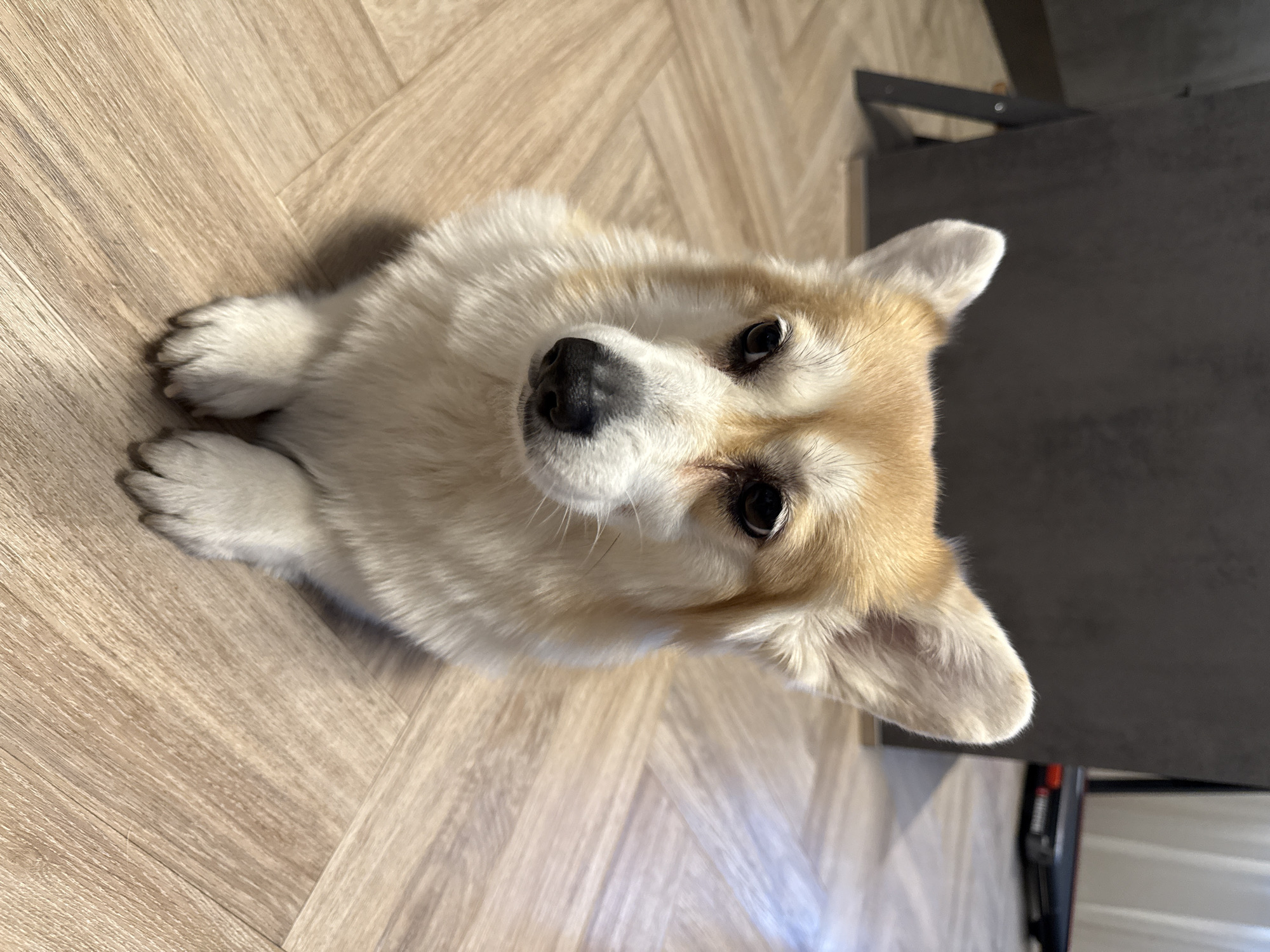 A fluffy Corgi dog with distinctive white and light brown (fawn) fur is the central subject of this indoor photograph, taken in Krasnoyarsk, Russia. The dog is positioned on a light-colored wooden floor, which features a prominent herringbone pattern, and is looking directly upwards at the camera with an attentive and endearing expression. Its dark, round eyes and black nose are clearly visible. The dog's front paws are tucked neatly under its chest, and its ears are perked up.
The image is captured from a slightly elevated perspective, looking down at the dog. Bright, natural lighting illuminates the scene, casting soft shadows on the floor around the dog and under its chin, indicating it is likely daytime. In the upper right background, a dark grey or black piece of furniture, possibly a cabinet or table, is partially visible. Behind this furniture, a metallic frame structure can also be discerned. There is no visible text in the image.