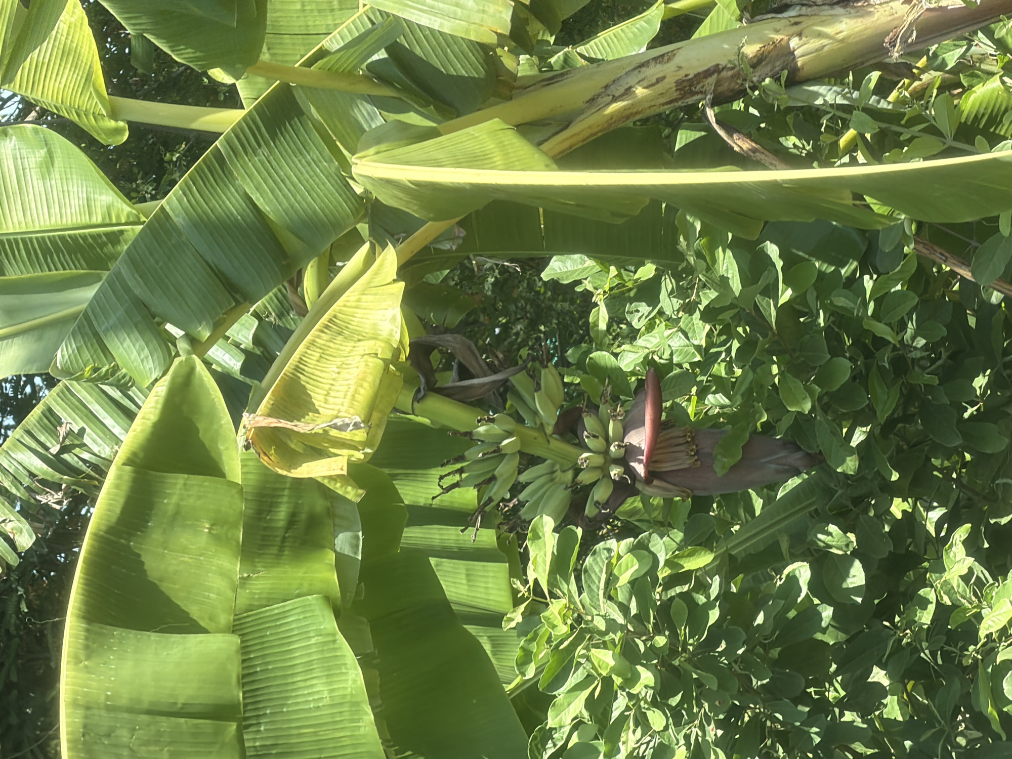 The image shows a close-up view of a banana tree with a cluster of developing bananas and a banana blossom. The large, green leaves of the banana tree fill much of the frame, some overlapping and casting shadows. The banana cluster is visible to the right of the center, with small, green bananas forming. Below the bananas, a dark purple banana blossom hangs. The background consists of dense green foliage, suggesting a tropical or subtropical environment. Sunlight filters through the leaves, creating bright highlights and shaded areas. The overall impression is one of lush vegetation and the natural growth process of a banana plant. The image appears to be taken during the daytime, with bright sunlight. There are no people visible, and no text is present in the image. The location context provided is Phong Phú, Vietnam, which is consistent with the type of vegetation shown.