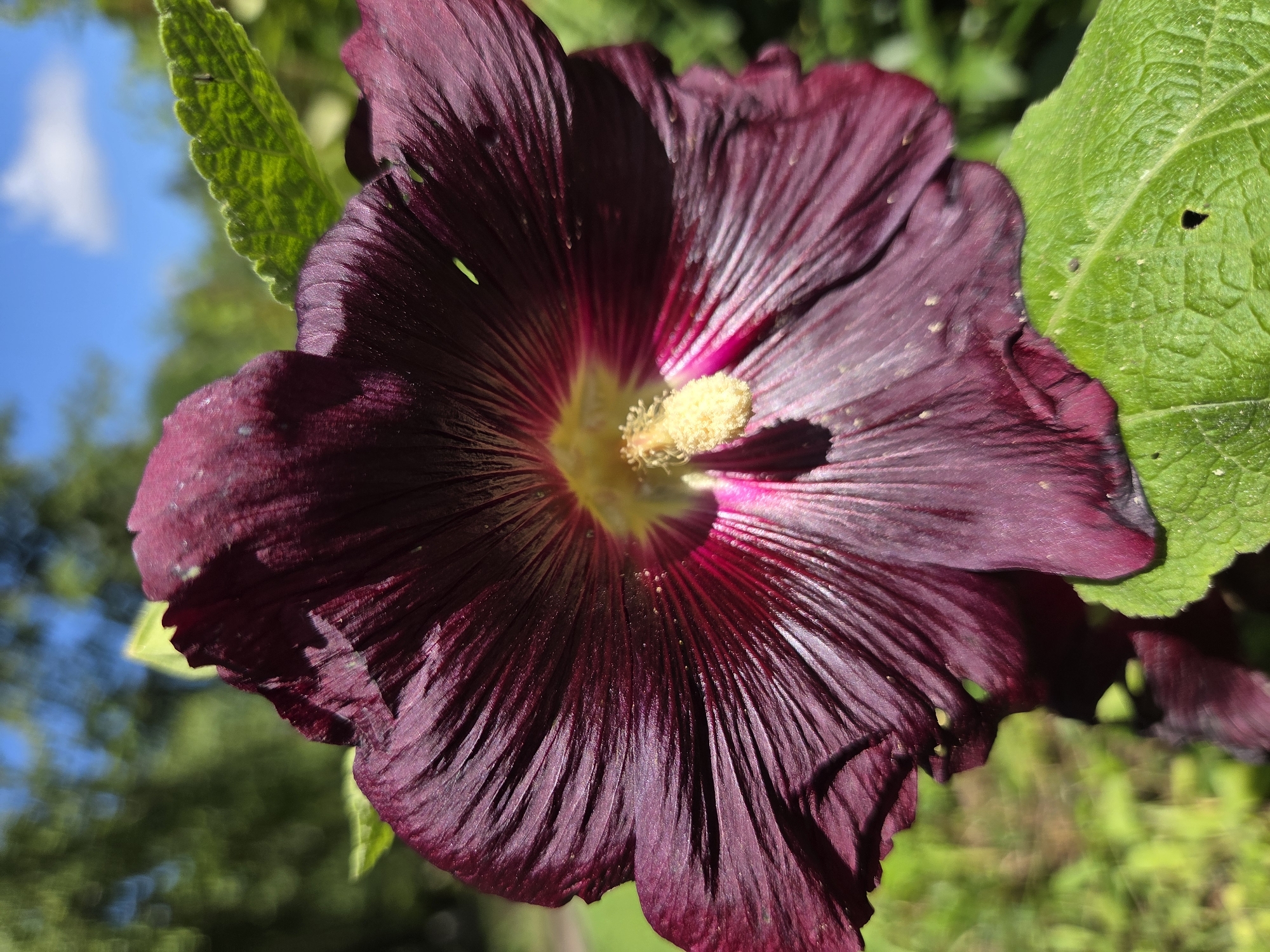 A close-up, eye-level shot focuses on a deep purple hollyhock flower in bloom. The petals, tinged with magenta near the center, exhibit pronounced veins and a slightly crinkled texture. At the heart of the flower, a cluster of fuzzy yellow stamens is visible. The flower is positioned in the foreground, with a shallow depth of field blurring the background. To the right and slightly below the flower, a textured green leaf with serrated edges is present. The blurred background reveals more greenery and a bright blue sky with a few white clouds, suggesting an outdoor setting during daylight. There is no discernible indication of the city of Ulyanovsk, Russia, or any people, actions, or interactions.