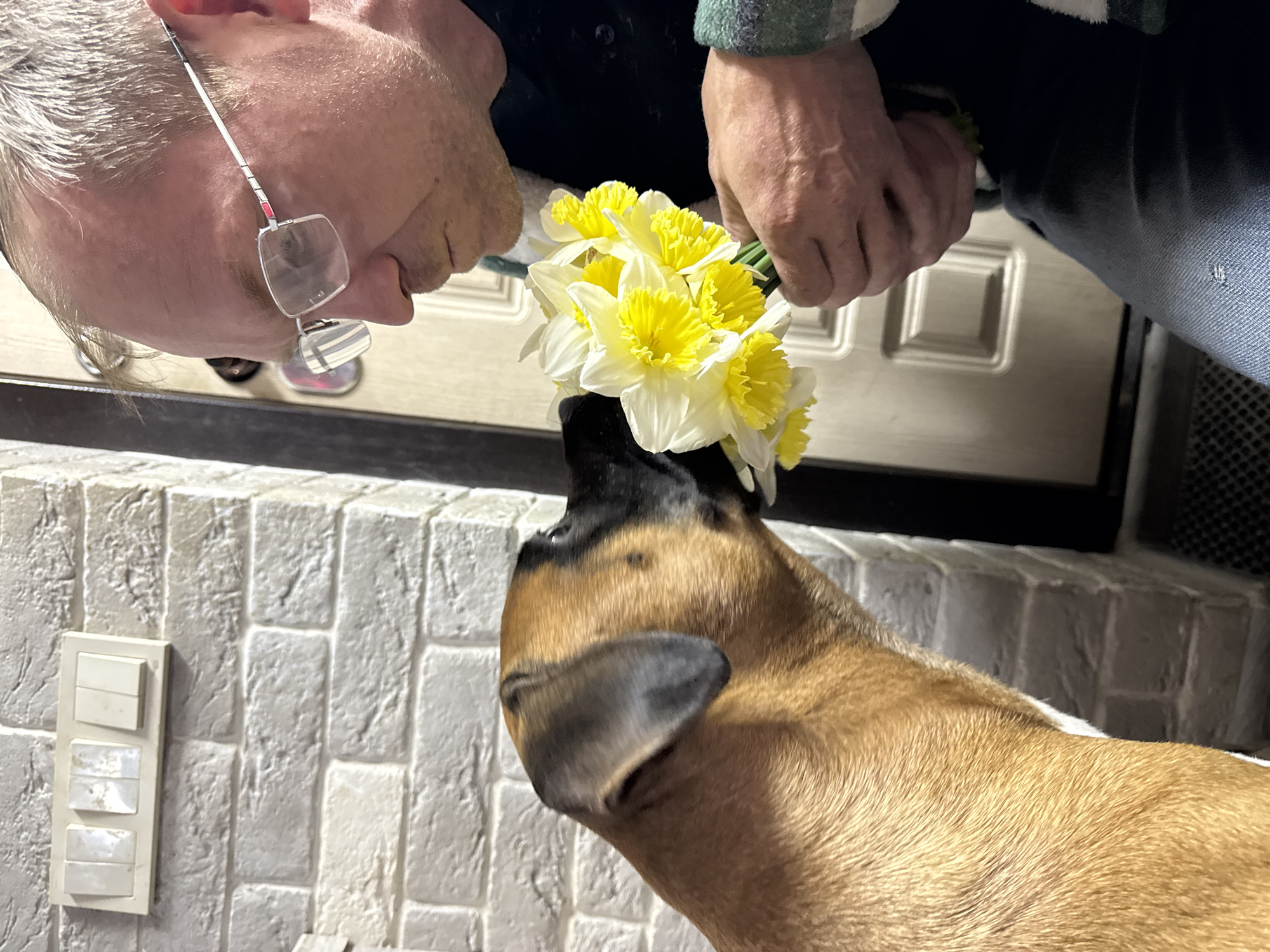 This high-angle indoor photograph captures an endearing interaction between a person and a dog in what appears to be a home in Chaikovsky, Russia.
The upper left shows the side profile of a person's head, featuring short, light-colored hair and distinct rectangular glasses with thin metal frames. Their hands, visible in the upper center, are holding a vibrant bouquet of yellow and white daffodils, presented towards the dog. The person is dressed in a dark garment with a glimpse of a green and white plaid sleeve, and blue jeans are visible on the right.
Dominating the lower right, a brown and black dog is looking upwards with an open snout, seemingly sniffing or engaging with the flowers. The dog's posture and focus on the daffodils convey curiosity and gentle attention.
The background features a light-colored door with recessed panels directly behind the person's hands. To the left, a wall exhibits a textured, light-toned surface resembling decorative brickwork or stone, with a white vertical light switch panel containing three switches. The scene's lighting suggests an indoor setting with ambient artificial light.
The image conveys a moment of affection and shared experience between the human and the animal, focusing on their interaction with the spring flowers. No clearly legible text is visible on any objects in the frame.