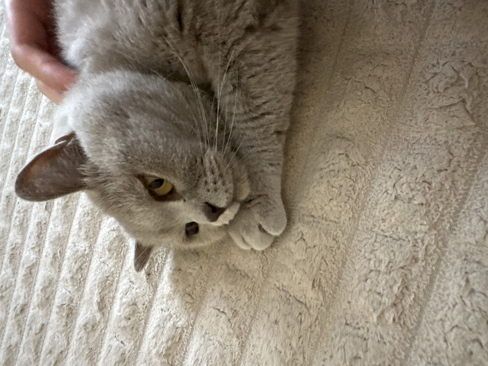 A British Shorthair cat with grey fur and yellow eyes is lying on a textured, beige blanket. A human hand is visible petting the cat from above. The background is blurred. The image was taken in Ternopil, Ukraine.