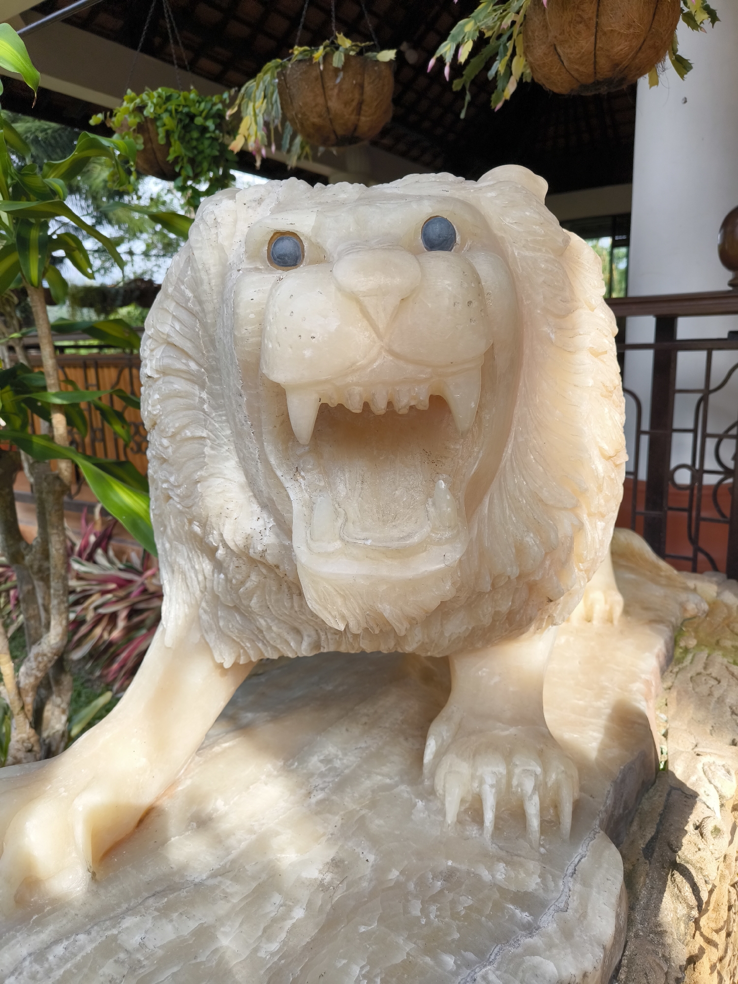 The image shows a close-up, low-angle, eye-level shot of a large, carved alabaster lion sculpture with its mouth open, exposing sharp teeth and a detailed tongue. The lion has blue eyes and a textured mane. It is positioned on a rocky base, with its front paws visible. In the background, there are lush green plants, some in hanging baskets, and a blurred view of a building structure with a railing. The lighting suggests an outdoor setting, possibly in a garden or courtyard. The sculpture appears to be a decorative piece within a residential or public space in Pupuan, Indonesia.