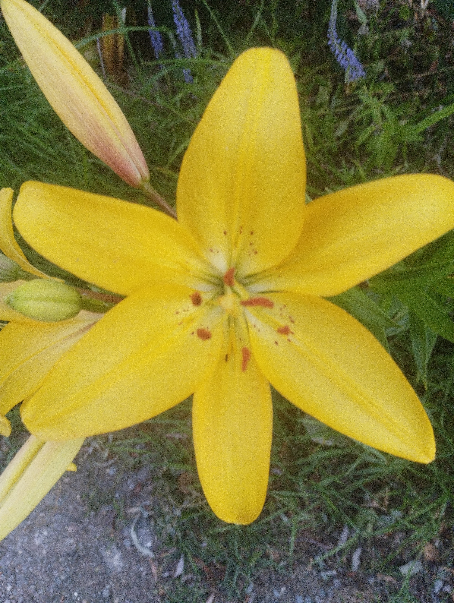 A close-up, top-down shot captures a vibrant yellow lily in full bloom. The flower's six petals are spread wide, revealing a central stamen with hints of orange. Reddish-brown spots dot the inner surfaces of the petals. To the left of the main flower, a partially opened bud displays a pale yellow hue with a reddish tip. The flower is set against a backdrop of lush green grass and a few slender, purple flowers, suggesting an outdoor garden setting. A patch of grey, pebbly ground is visible in the lower left corner. The image's resolution is low, with a grainy texture, and the lighting appears to be natural daylight. There are no people or animals present in the scene. The location is described as the city of Urkovo, Russia.