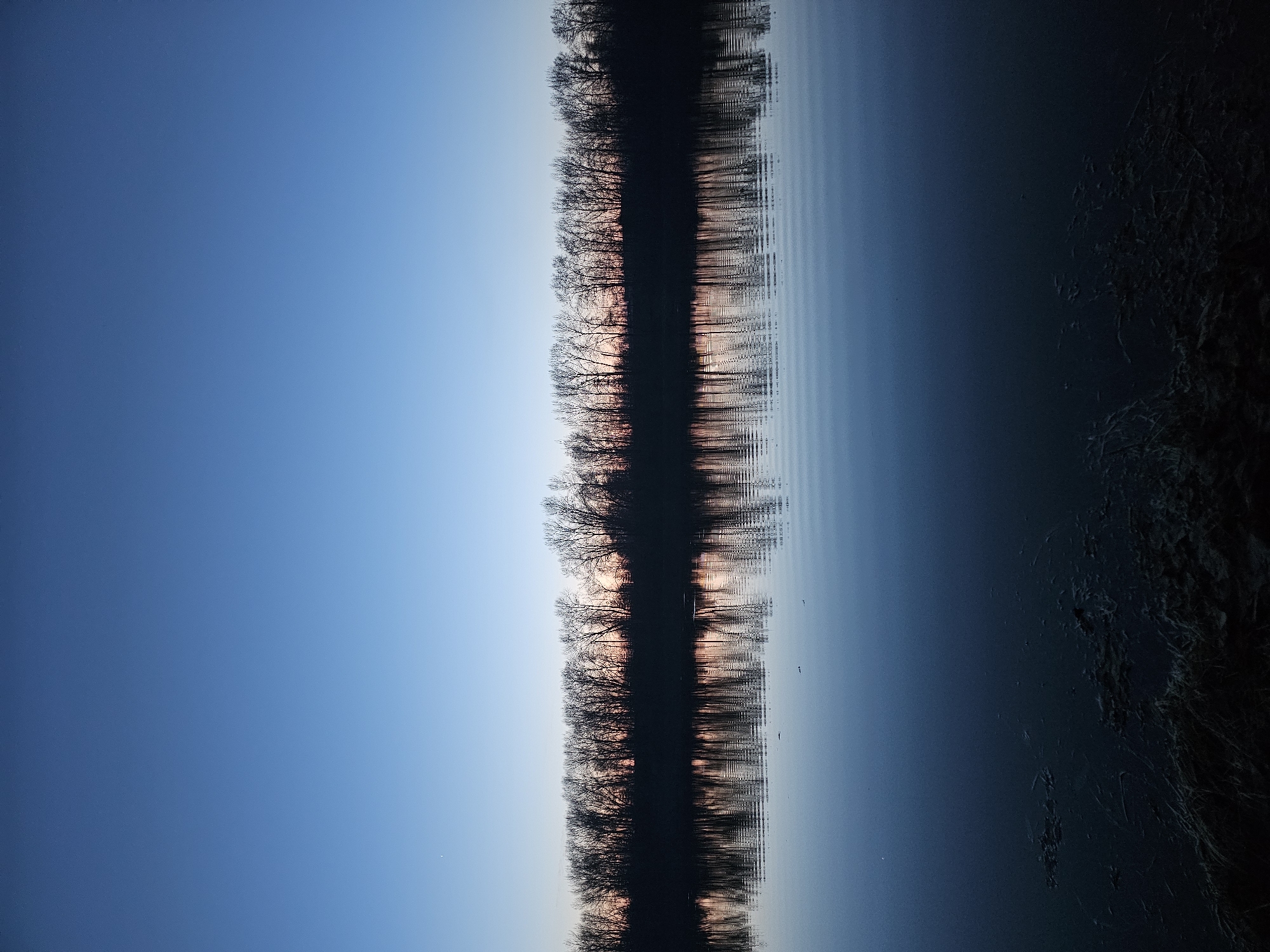 The image captures a serene natural landscape, likely a river or lake, at either sunrise or sunset. The scene is bisected horizontally by a distinct tree line.
In the upper portion of the frame, a clear blue sky dominates, gradually transitioning from a lighter, almost pale blue hue near the horizon to a deeper, more saturated blue higher up. Just above the silhouetted trees, a soft, reddish-orange glow is visible, indicative of the setting or rising sun.
A narrow, dark band of bare trees, likely in late autumn or winter, forms a stark silhouette across the middle of the image. The intricate patterns of their leafless branches are visible against the illuminated sky and the reflected light.
The lower half of the image features calm water, which beautifully reflects the sky, the silhouetted trees, and the subtle warm glow from the horizon. Gentle ripples disturb the water's surface, creating elongated, shimmering reflections and horizontal lines that add texture to the scene.
To the far right of the image, a dark, textured area appears, suggesting a bank, shoreline, or dense vegetation along the edge of the water, providing a contrast to the smooth expanse of water and sky.
The overall atmosphere conveyed is one of tranquility and natural beauty during a peaceful twilight moment. There is no visible text in the image.