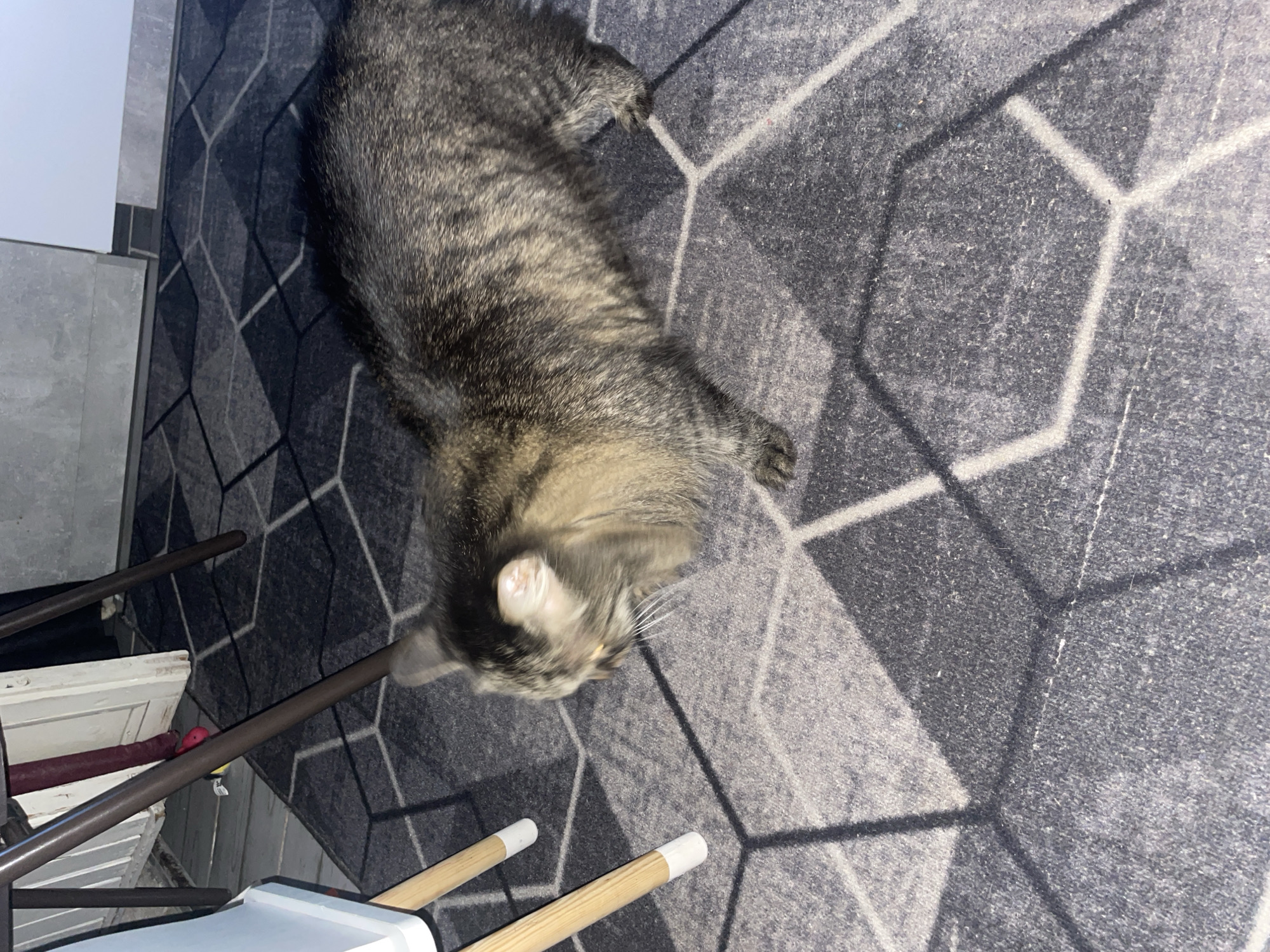 A domestic shorthair tabby cat is captured in a medium shot, standing on a patterned rug. The cat, primarily gray with black stripes, faces left with its head slightly lowered, appearing to be in motion or mid-stride. Its whiskers are visible, and its eyes are slightly blurred due to the movement. The rug features a geometric design of interlocking hexagons in shades of gray and white. In the background, the legs of a white chair with light wooden supports are visible on the left side of the frame. Dark brown chair legs are also present, suggesting multiple pieces of furniture. A partially visible white door and a reddish object are in the further background, hinting at an indoor setting. The lighting appears to be artificial, casting subtle shadows on the rug. The scene is devoid of human presence. The photograph was taken in Zhukovo, Russia.
