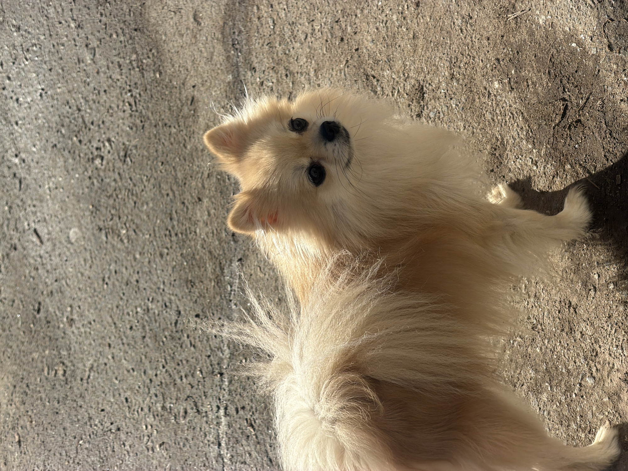 A light-cream colored Pomeranian dog is looking upwards at the camera. The dog is positioned on a paved surface. The location is Chaikovsky, Russia.