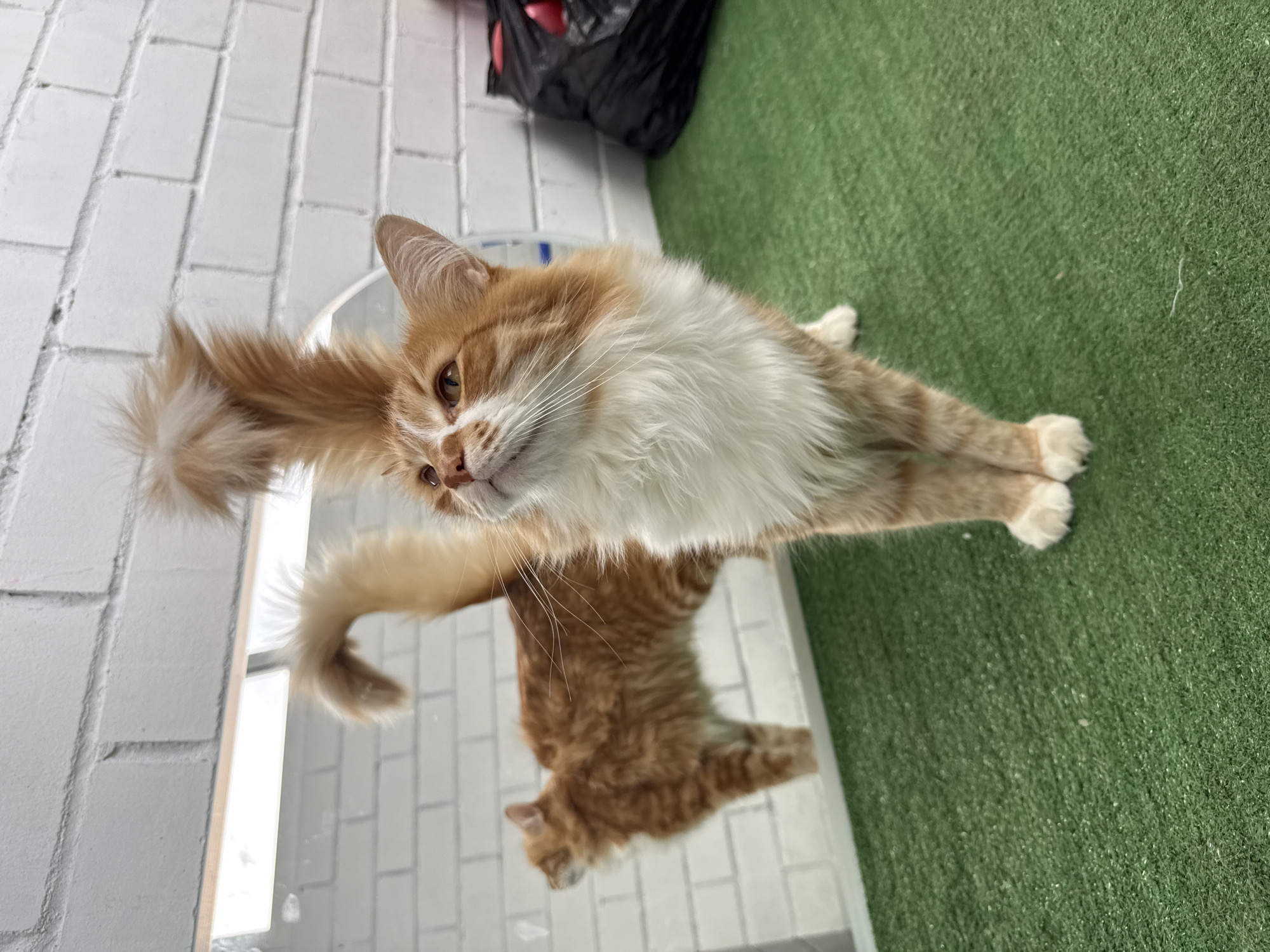A medium shot depicts a ginger and white cat standing on a reflective surface. The cat's reflection is visible on this surface. The background includes a white brick wall, green artificial turf, and a black plastic bag. The location is unknown, and there is no evidence to suggest it is in Veliky Novgorod, Russia.