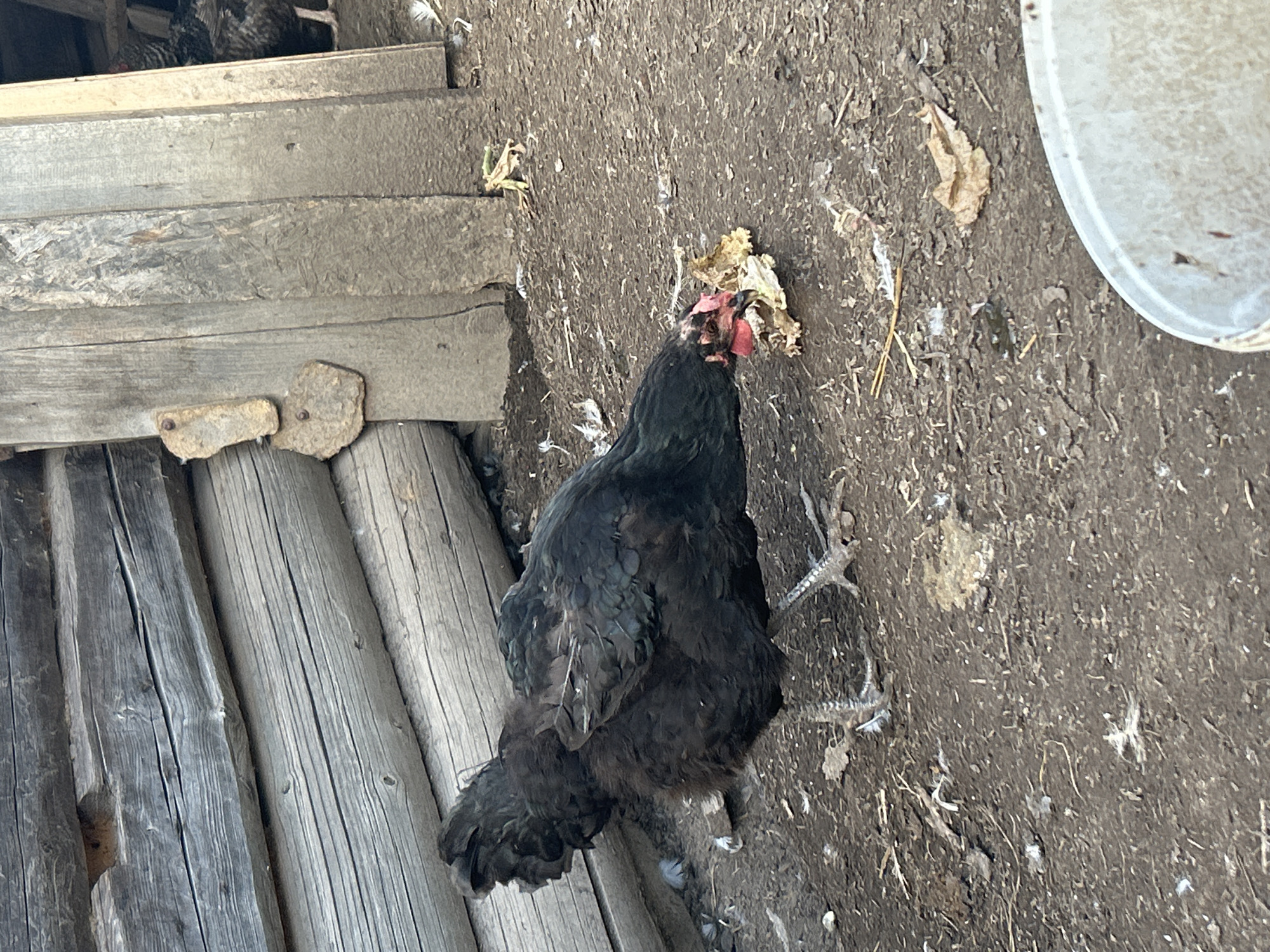 In a rustic outdoor setting, likely a farmyard in Kalitsino, Russia, a dark-feathered chicken is captured in the act of eating a piece of food, possibly lettuce or cabbage, from the dirt ground. The chicken is positioned in the foreground, its head lowered to the ground as it pecks at the sustenance. Behind the chicken, the rough texture of a wooden structure, possibly a log shed or coop, is visible, with weathered horizontal logs forming the wall. The ground is covered in dark soil, with scattered dry leaves, twigs, and a few white feathers indicating a natural or semi-natural environment. To the right, a white bucket is partially visible, its rim suggesting it is close to the edge of the frame. In the background, further into the shadows of the structure, another chicken is partially visible.