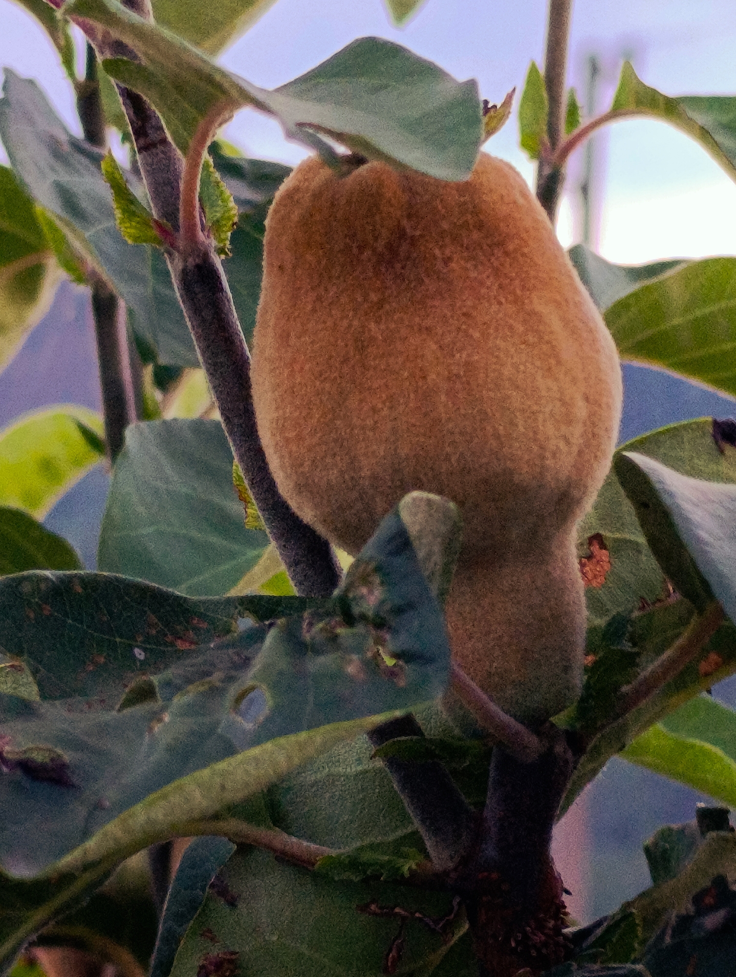 An extreme close-up, low-angle, vertical shot captures a fuzzy, brown, oblong fruit hanging from a branch of a plant. The fruit is the central subject, dominating the frame. It has a textured, velvety surface and appears to be attached to the branch by a thick, fuzzy stem. Several green leaves surround the fruit, some appearing wilted or damaged with holes. The background is softly blurred, showing hints of a light purple and blue sky, and possibly other foliage. The scene is lit by natural light, creating soft shadows. The image does not contain any recognizable landmarks or elements that would indicate its specific location within the city of Shiroko pole, Bulgaria.
