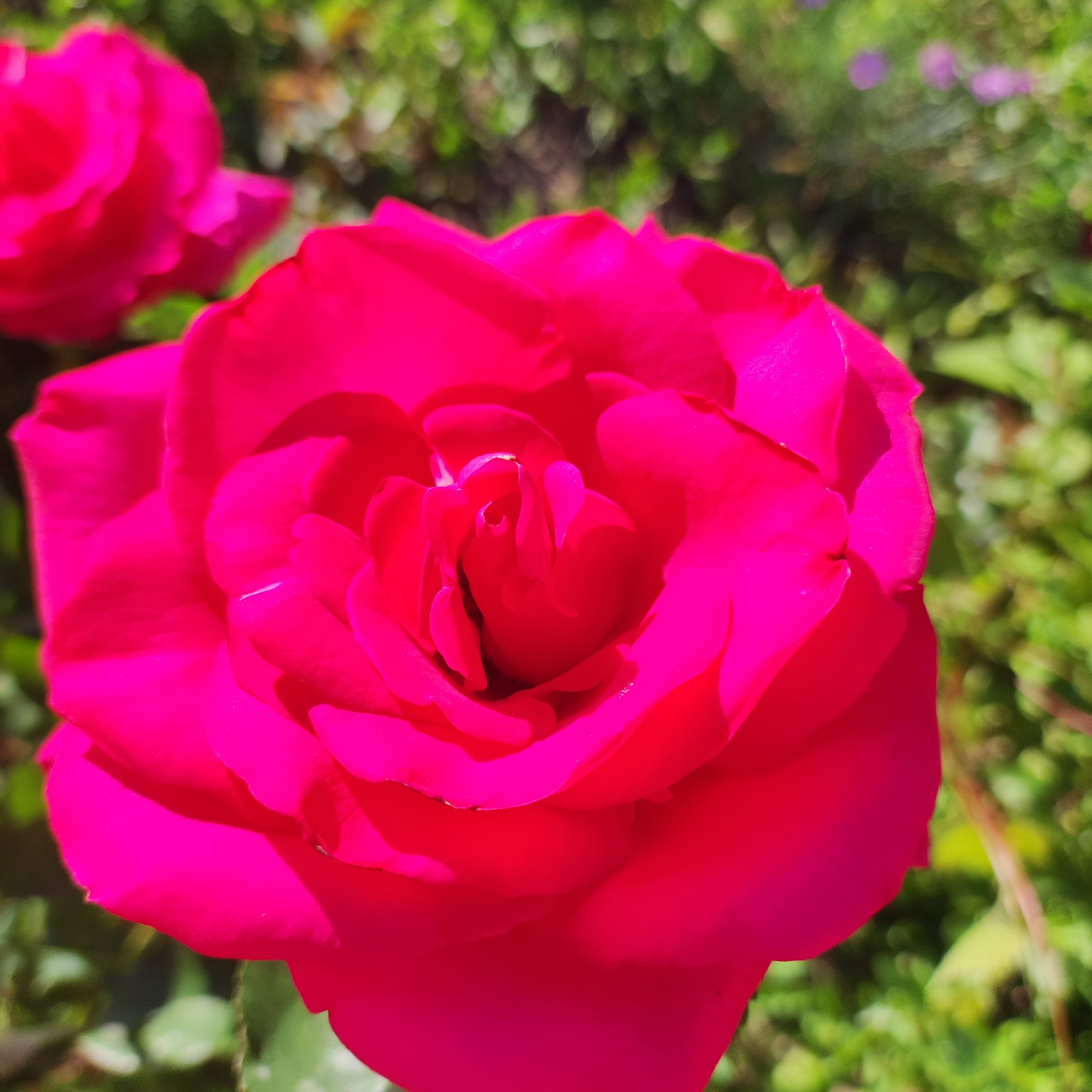 This is a close-up, slightly angled shot of a vibrant, deep pink rose in full bloom. The rose is the primary subject, filling most of the frame with its lush, layered petals. The petals are rich in color, transitioning from a bright magenta on the outer edges to a deeper, more intense pink towards the center. Sunlight catches the curved surfaces of the petals, creating areas of highlight and shadow that give the flower a sense of depth and volume.
Behind the rose, the background is softly blurred, suggesting a garden setting. The blur is composed of dappled green foliage, with occasional hints of lighter greens and small purple shapes that could be other flowers or distant leaves. The lighting appears to be natural daylight, likely morning or afternoon, as evidenced by the warm, bright illumination of the rose. The overall mood is serene and naturalistic, focusing on the beauty of the bloom. There is no text visible in the image. The location context of Navoloki, Russia, places this scene in a temperate climate, suitable for rose cultivation during warmer months.