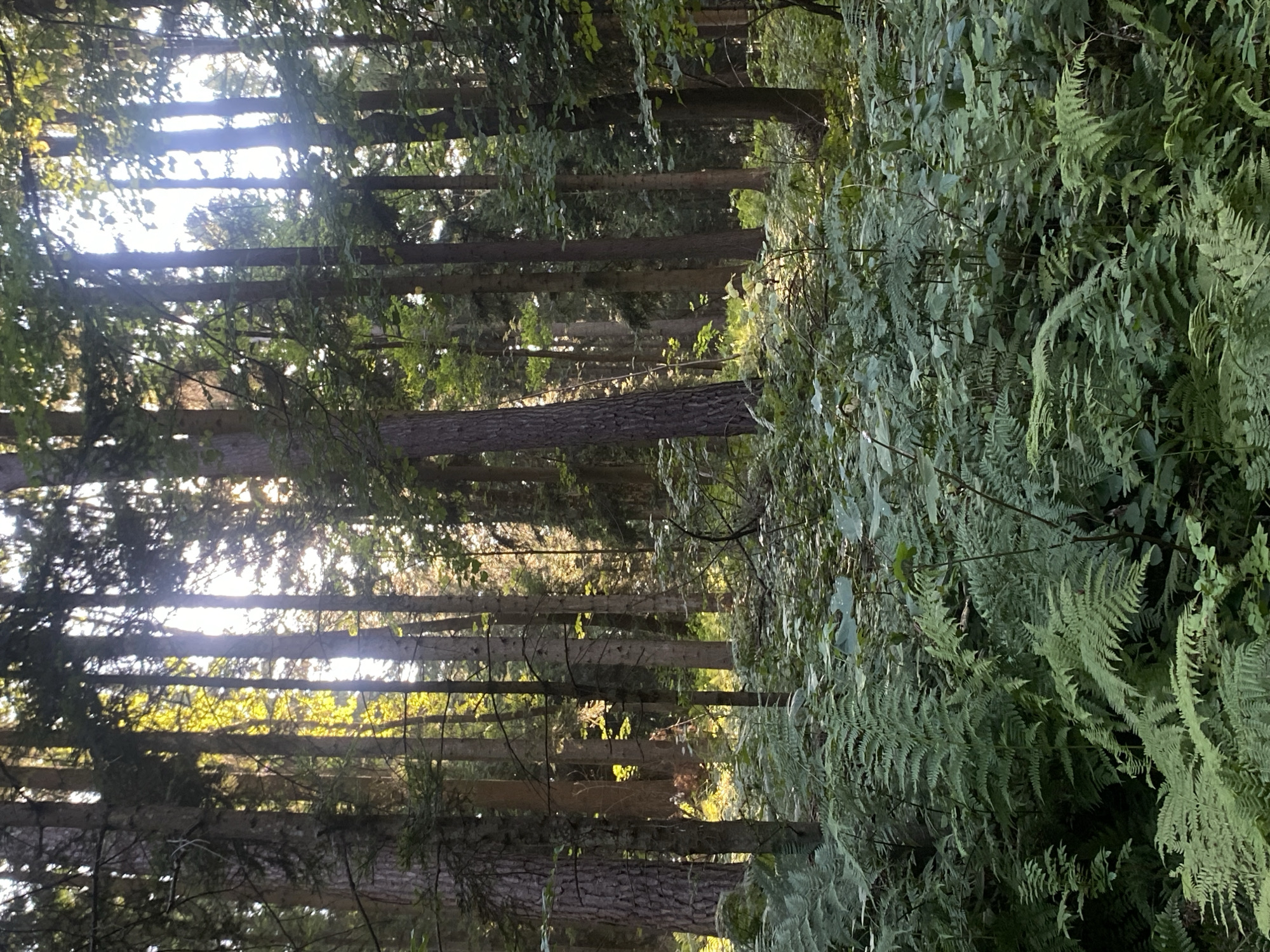 A sunlit forest floor is covered with lush green ferns and other undergrowth. Tall, slender trees with rough bark dominate the scene, their trunks rising towards a canopy that allows shafts of golden sunlight to filter through. The light creates a dappled effect on the forest floor, highlighting the varied textures of the leaves and ferns. The atmosphere is tranquil and natural, suggesting a peaceful woodland setting. The image was taken in the area of Stary Sącz, Poland.