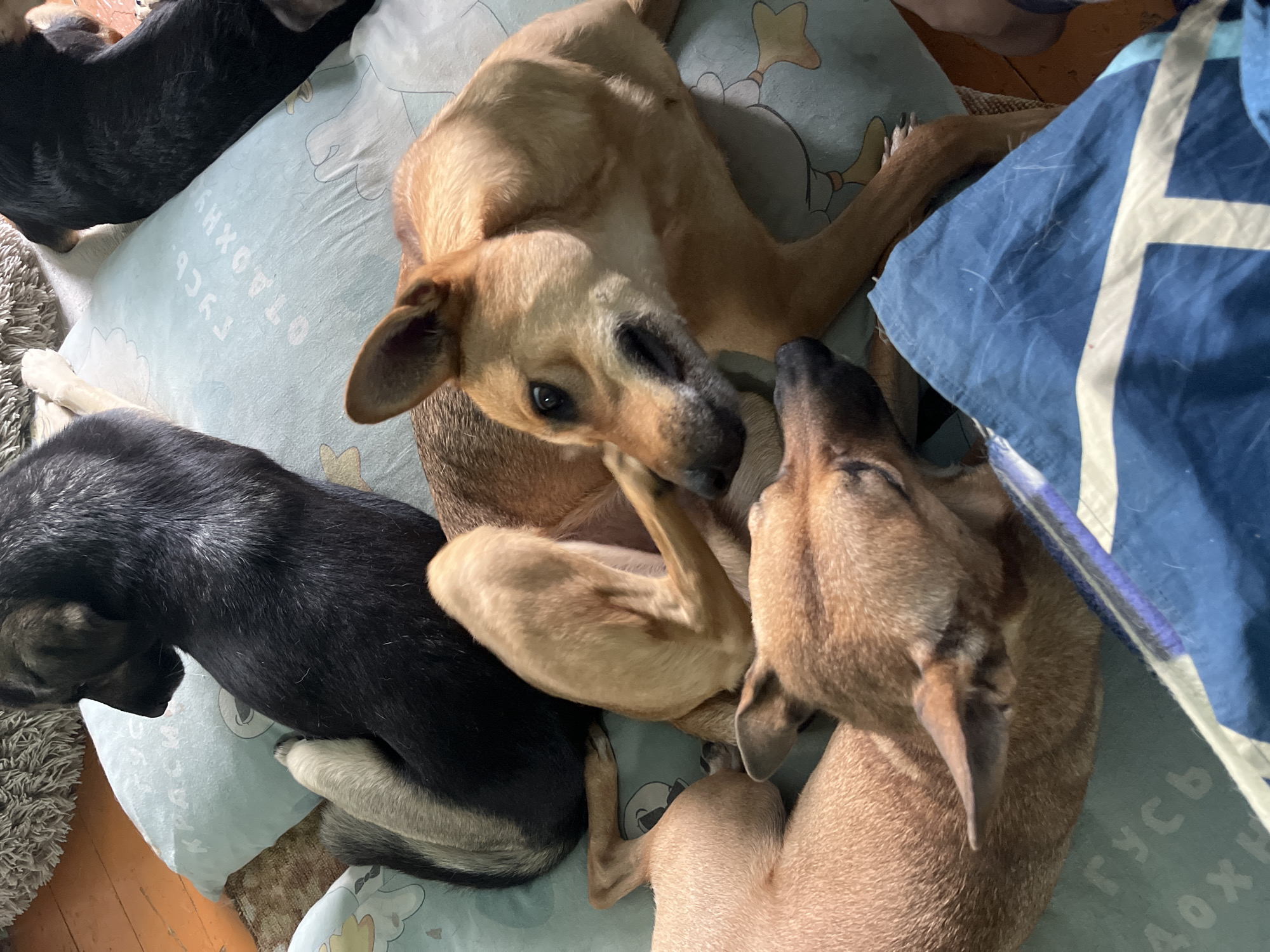 This is a close-up, overhead shot of four dogs resting on a patterned blue and white blanket. The dogs appear to be medium-sized with short to medium fur. One dog, primarily black with some grey, is positioned at the top left, facing away from the camera. To its right, partially visible, is another dark-colored dog. In the center and right of the frame, two tan-colored dogs are more prominently featured. One tan dog is lying down, facing the camera, with its head resting on its paws. Another tan dog is in the foreground, also lying down, with its head turned to the right. The blanket has a repeating pattern that includes outlines of what appear to be cartoon ducks and possibly text in Cyrillic. The dogs are on a light blue surface with some text visible, which may be part of the blanket or a pillow. The overall environment suggests an indoor setting, possibly a home. The image does not provide specific details that would allow for identification of the location within Nizhny Tagil, Russia.