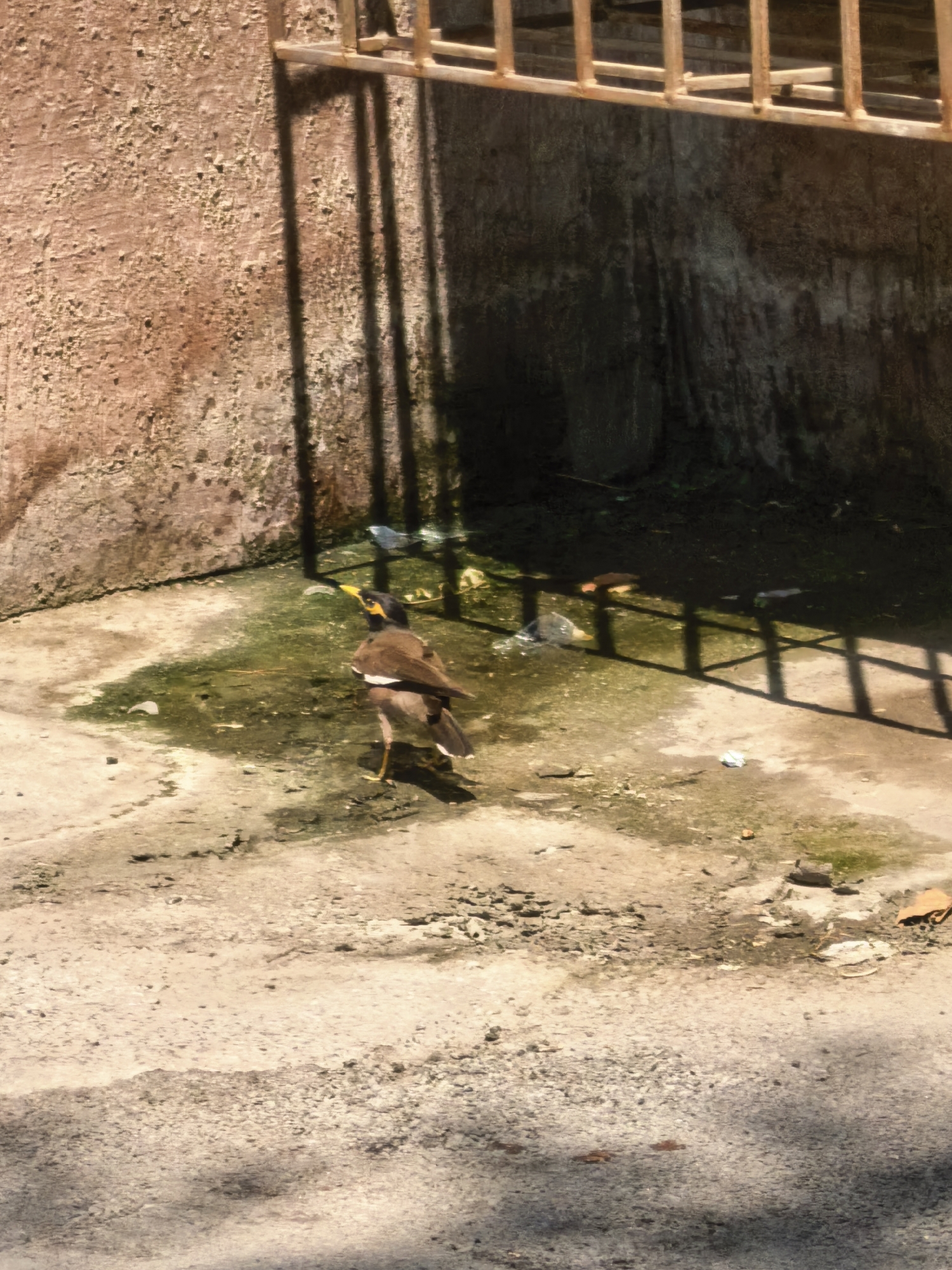 A common myna bird with brown and white plumage and a yellow beak stands on a damp, gritty concrete surface. The bird is facing away from the viewer, with its head turned to the left. The ground is uneven and shows patches of mossy growth. In the background, a rough, textured wall rises vertically, with the shadow of a horizontal metal grate cast across it and the ground. The grate itself is visible at the top of the image, appearing to be made of weathered, reddish-brown bars. Scattered on the ground are a few pieces of white and clear plastic debris. The overall scene suggests an outdoor urban environment, possibly a courtyard or alleyway in Fergana City, Uzbekistan, characterized by its somewhat neglected state and the presence of wildlife.