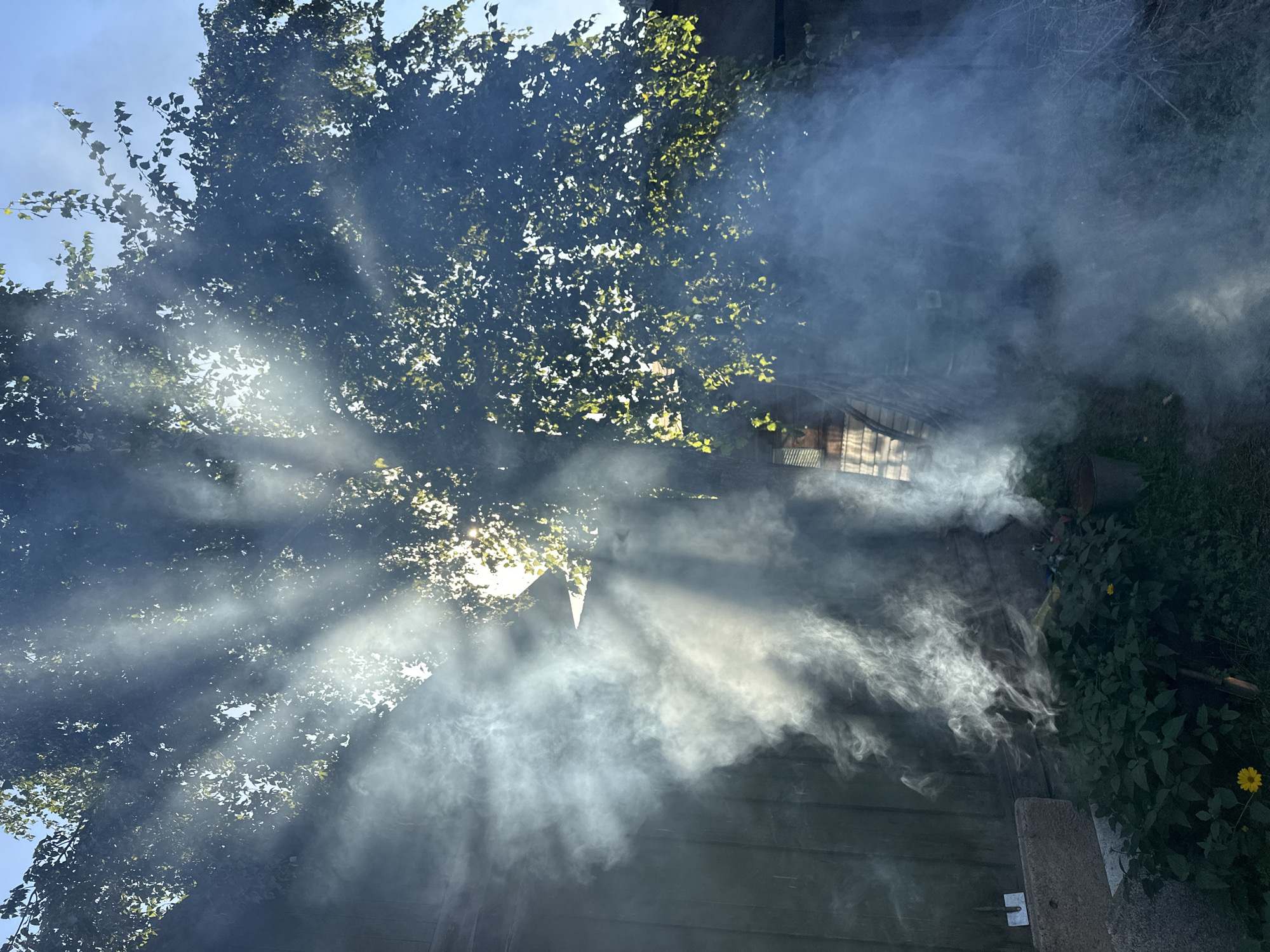 The image depicts a backyard scene, likely in Biysk, Russia, characterized by thick white smoke billowing upwards through the branches of a leafy green tree. Sunlight streams through the smoke and foliage, creating a dramatic, ethereal effect with visible light rays. In the foreground, lush green plants and a single yellow flower are visible near the base of the tree, alongside some dark soil. To the left, a portion of a weathered, dark-colored wooden structure, possibly a shed or fence, is present, with a grey concrete block in front of it. The overall atmosphere is hazy and diffused, with the sky a clear blue above. No individuals are visible in the frame.