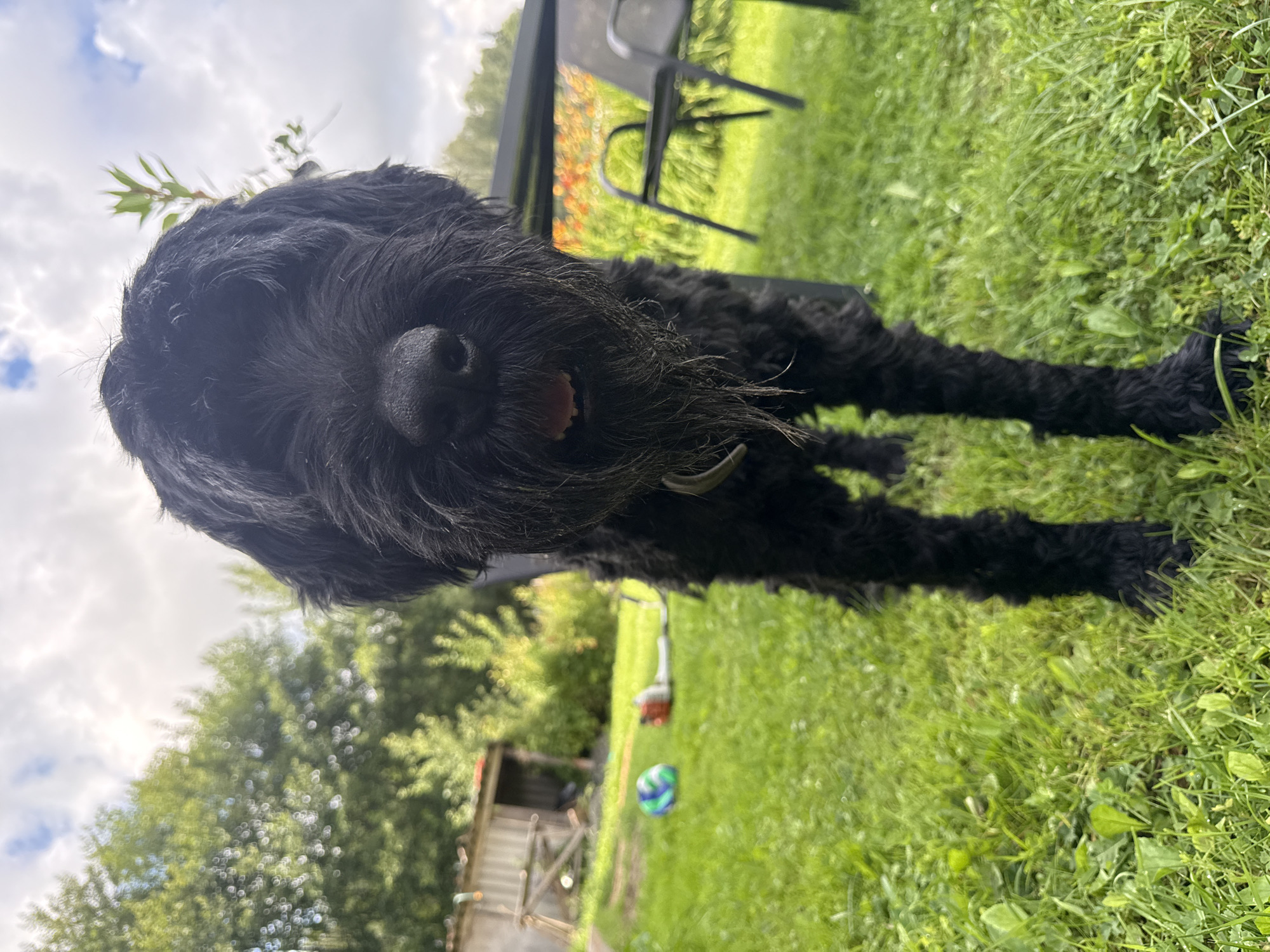 A medium shot captures a shaggy black dog standing on a green lawn. The dog's face is close to the camera, with its dark fur obscuring its eyes. Its mouth is slightly open, revealing its tongue. In the background, a wooden shed, a colorful ball, and a grass trimmer are visible. A table and chairs are also present, with blurred flowers in the distance. The sky above is cloudy. The image appears to be taken outdoors in a rural or suburban setting. There are no identifiable landmarks indicating the city of Mahilyow, Belarus.