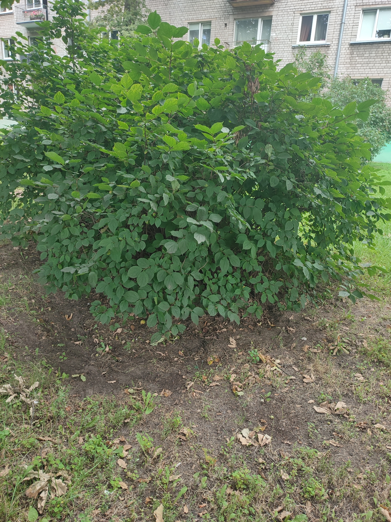 The image depicts a lush green bush situated in front of a multi-story brick building, possibly an apartment complex. The bush is full of dense foliage, with numerous oval-shaped leaves. The ground around the bush is a mix of dark soil, dry brown leaves, and patches of green grass with some smaller weeds. In the background, the building features several windows, some with white frames and others with darker frames. A metal railing is visible on a balcony. The overall scene suggests an outdoor urban environment. Based on the architectural style and the foliage, this could be a typical residential area in the city of Riga, Latvia. No people or specific activities are discernible in the image.