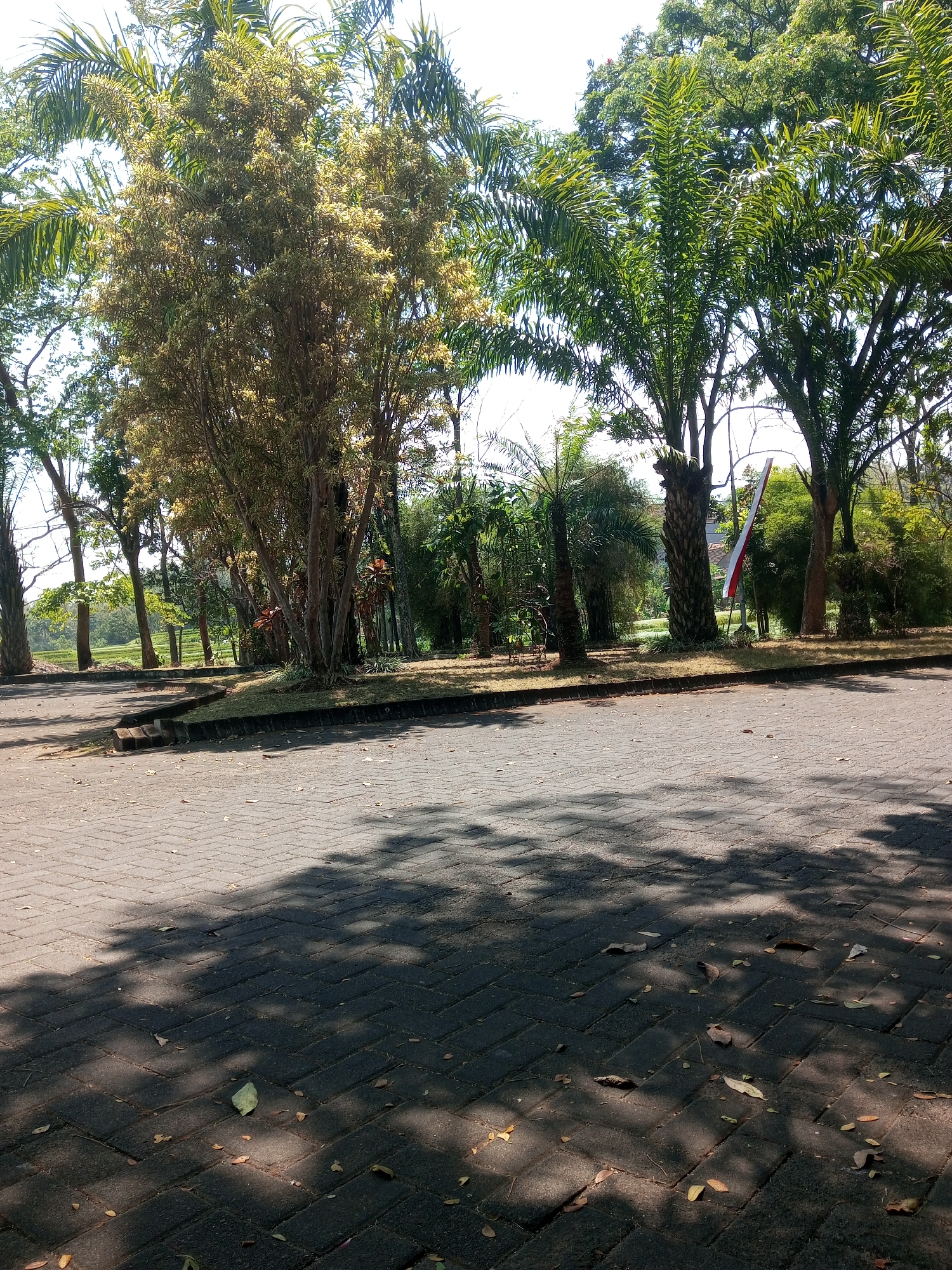 The image shows a sun-dappled paved area in front of a line of trees and vegetation, likely in Klampok, Indonesia. The paving is made of dark gray interlocking bricks arranged in a herringbone pattern. Fallen leaves are scattered on the ground. In the background, there is a variety of trees, including palm trees with distinctive fronds, and other deciduous trees with lighter colored foliage. A red and white flag on a pole is visible amongst the trees. Beyond the trees, a green field can be seen, possibly rice paddies, suggesting a rural or semi-rural setting. The overall impression is of an outdoor area, possibly a park or walkway, under a clear, bright sky. There are no people or animals visible in the image. The shadows of the trees cast intricate patterns on the pavement.
