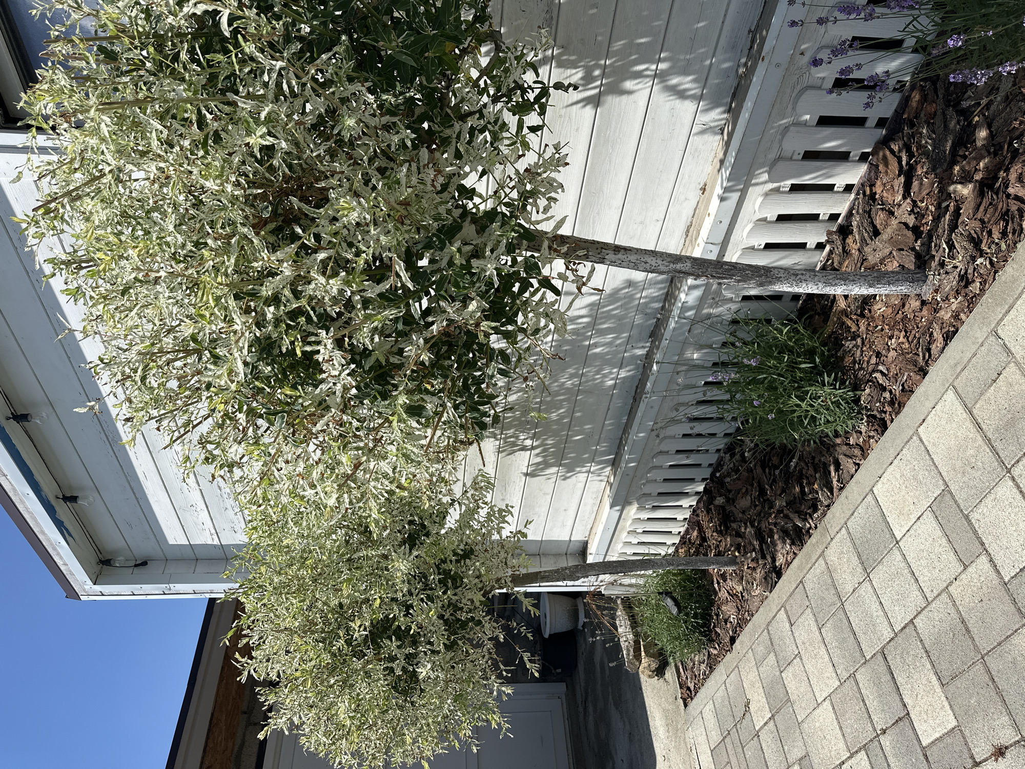 The image depicts a sunlit outdoor scene in Nevinnomyssk, Russia. Two ornamental trees with variegated leaves, predominantly green and white, are the central subjects. These trees are positioned in a garden bed mulched with dark bark, adjacent to a white wooden structure with vertical planks, possibly a fence or the side of a building. A white picket fence runs along the edge of the garden bed. To the right of the garden bed, a paved pathway made of light-colored rectangular stones is visible. Small sprigs of lavender with purple flowers are scattered among the foliage and bark. The lighting suggests it is daytime, with clear blue skies and strong sunlight casting shadows from the trees onto the wooden structure. There is no visible text in the image. The scene evokes a peaceful, well-maintained garden environment.