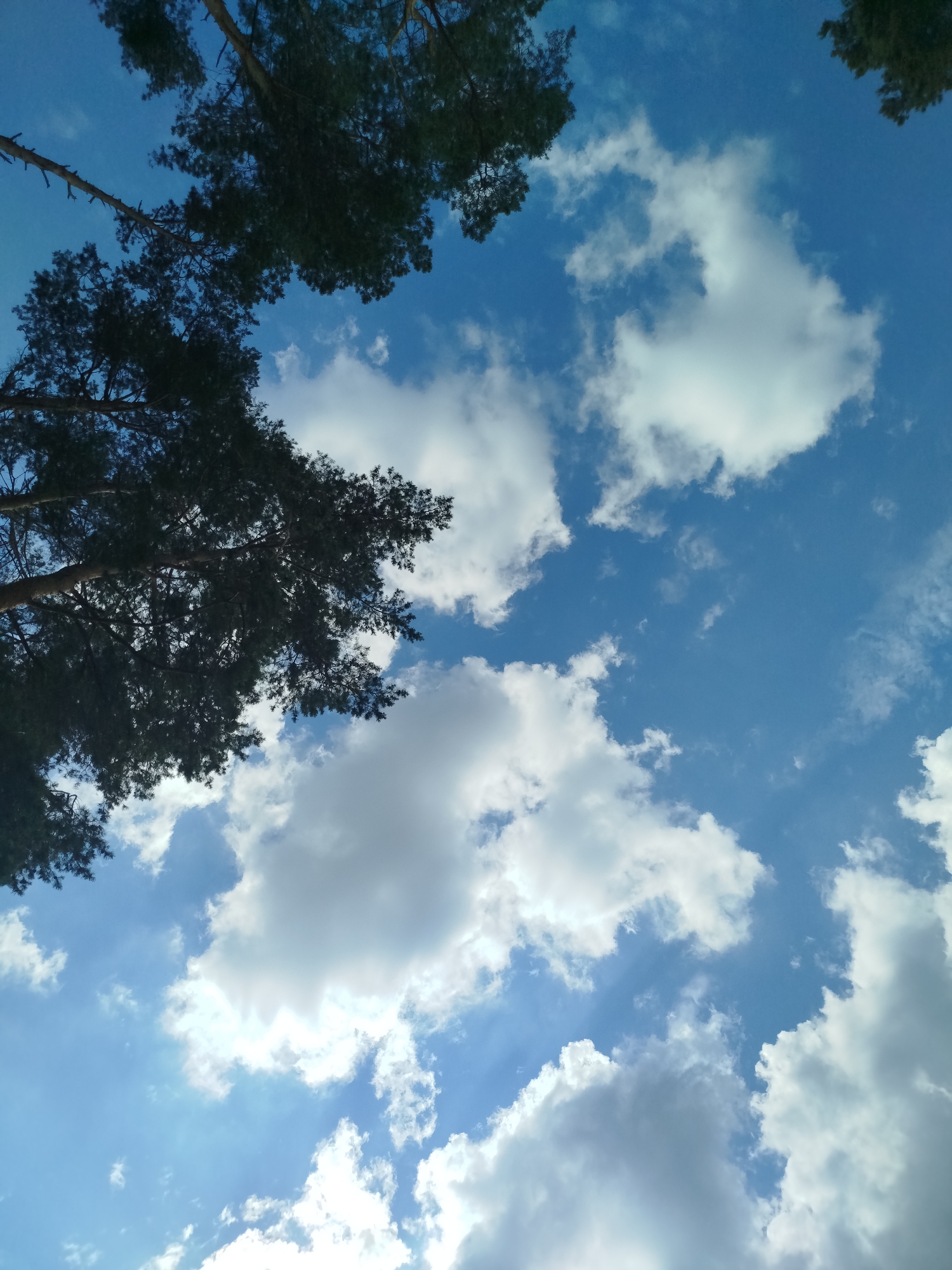 The image is a low-angle shot of a blue sky with scattered white clouds and the dark silhouettes of pine tree branches in the foreground. The trees are on the left and top edges of the frame, with their needles and branches creating a textured pattern against the bright sky. The clouds vary in shape and density, with some appearing fluffy and white, while others are thinner and wispy. The overall impression is one of a clear day with some cloud cover, viewed from beneath the trees. There are no people or specific landmarks visible in the image. The scene appears to be an outdoor environment, possibly a park or a forest.