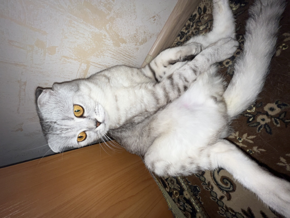 In a domestic indoor setting within the city of Бобровка, Russia, a silver tabby Scottish Fold cat is observed seated on a patterned rug. The feline subject exhibits distinctive folded ears and bright amber eyes. Its fur displays a striped pattern of grey and white, with lighter, nearly white fur on its abdomen, where a faint reddish-pink circular mark is visible. The cat's posture involves it sitting upright with its front paws tucked and hind legs extended forward, splayed slightly. Its head is turned to the viewer's left, with its gaze directed forward and slightly downward. The immediate background consists of a corner formed by two walls. To the subject's right, a light beige wall displays visible textural variations. To the subject's left, a segment of a light brown wooden panel or cabinet is visible. A light-colored wooden baseboard runs along the bottom of the wall on the right side of the frame. The floor is covered by a dark brown rug with beige floral or geometric patterns.