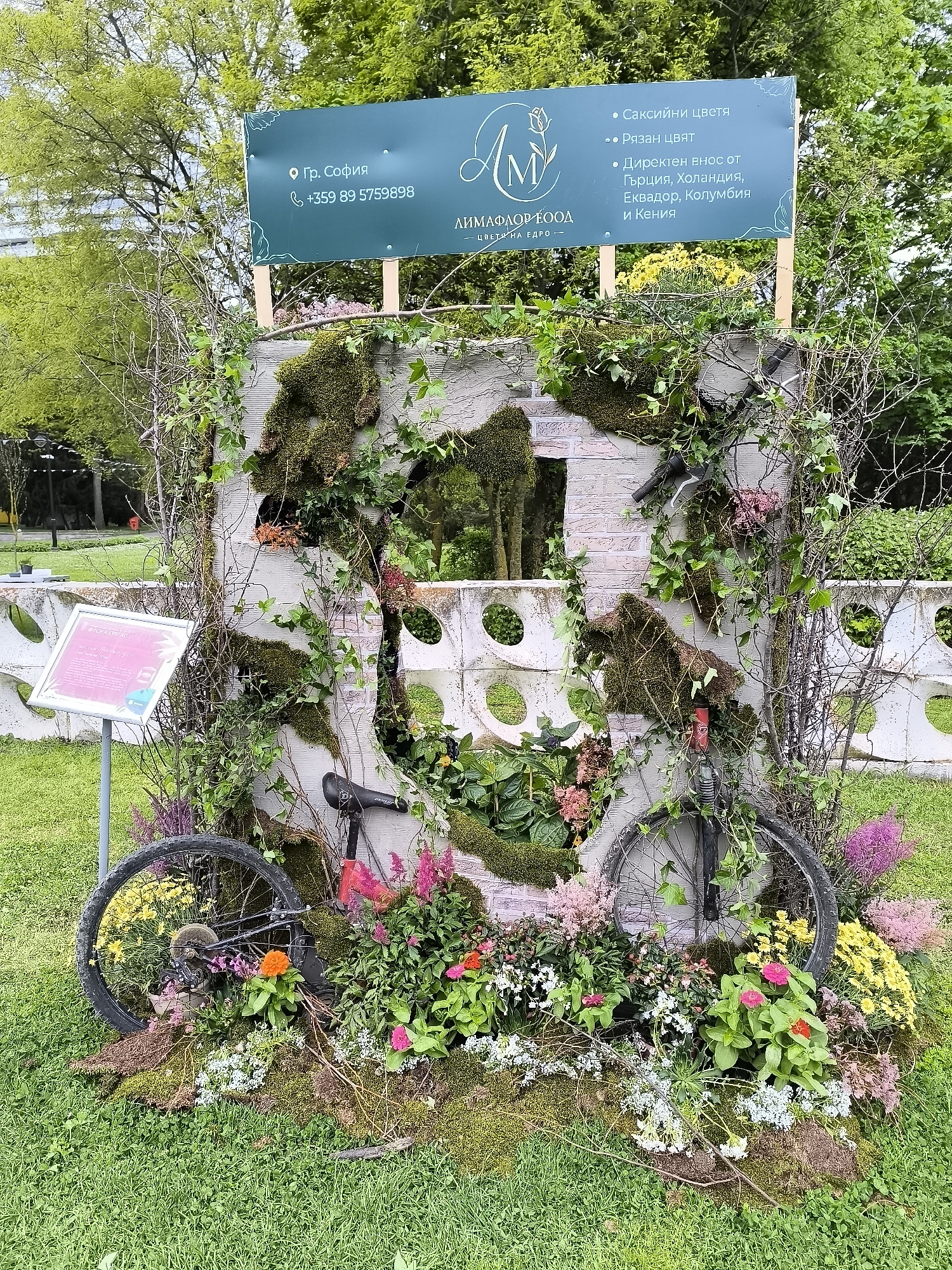 The image shows a floral display in what seems to be a park or garden. The focal point is a weathered concrete structure, with brick-like details and several cutouts. The structure is heavily adorned with moss, ivy, and various flowering plants, creating a vibrant and natural aesthetic. A bicycle is incorporated into the display, with one wheel partially hidden within the flower arrangement. The bike's red frame and black components are visible amidst the vegetation. A sign is positioned above the structure, containing text in Bulgarian. The sign mentions a location in Sofia, Bulgaria, and a phone number (+359 89 5759898). It also references "LIMAPLOR EOOD" and various flower-related services, including potted plants, cut flowers, and direct imports from Greece, Holland, Ecuador, Colombia, and Kenya. Another sign is to the left, presenting additional information in Bulgarian. The surrounding environment is a grassy area, likely a park, with trees and other greenery visible in the background. A concrete fence with circular cutouts runs in the background. The overall scene is an elaborate floral arrangement, likely serving as a display or advertisement.