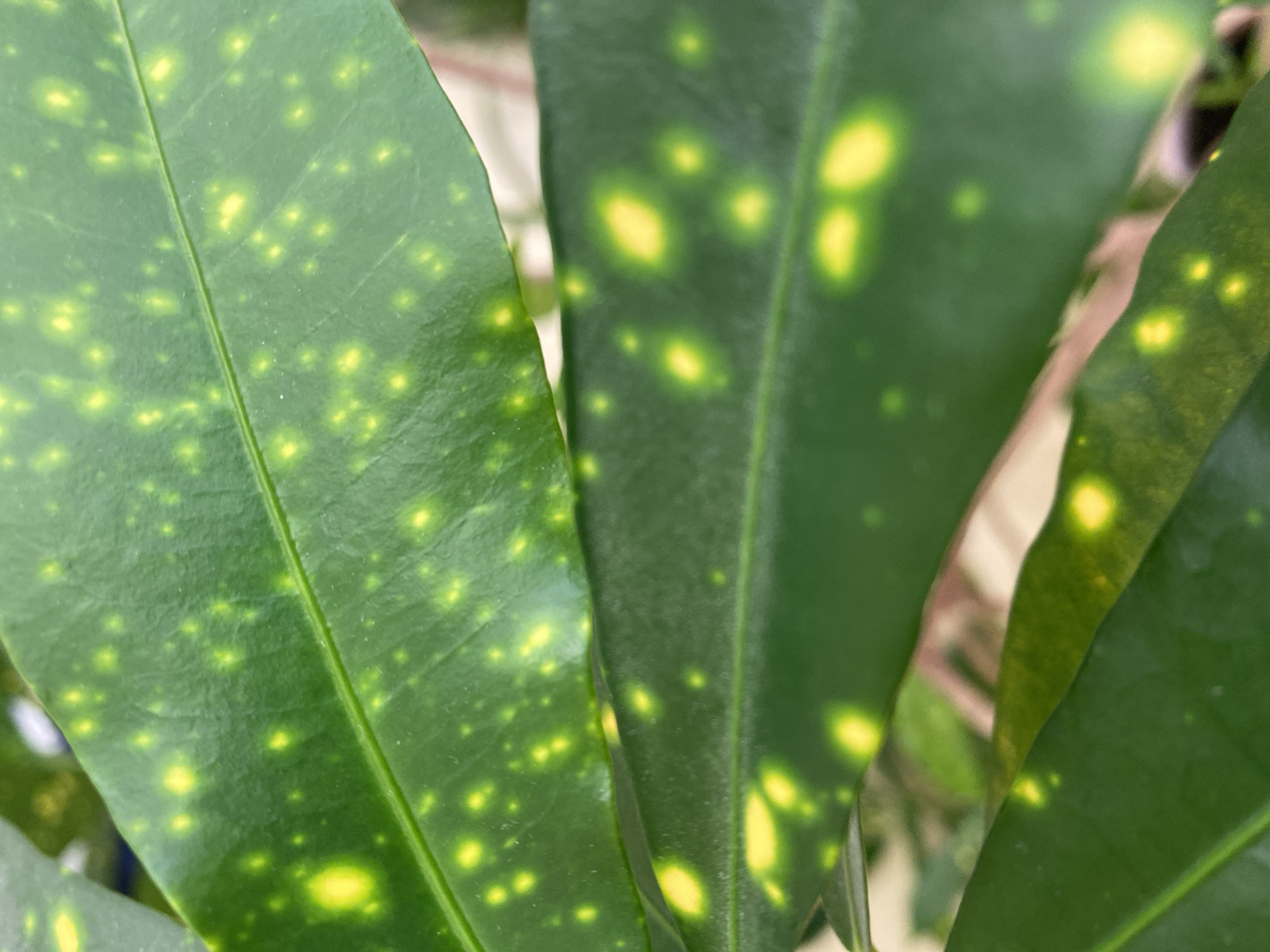 The image depicts close-up view of several green leaves with yellow spots. The leaves appear to be part of a Croton plant. There is no indication in the image that provides information about the location in the city of Chaikovsky, Russia, or any people, subjects, objects, actions, or interactions in the environment.
