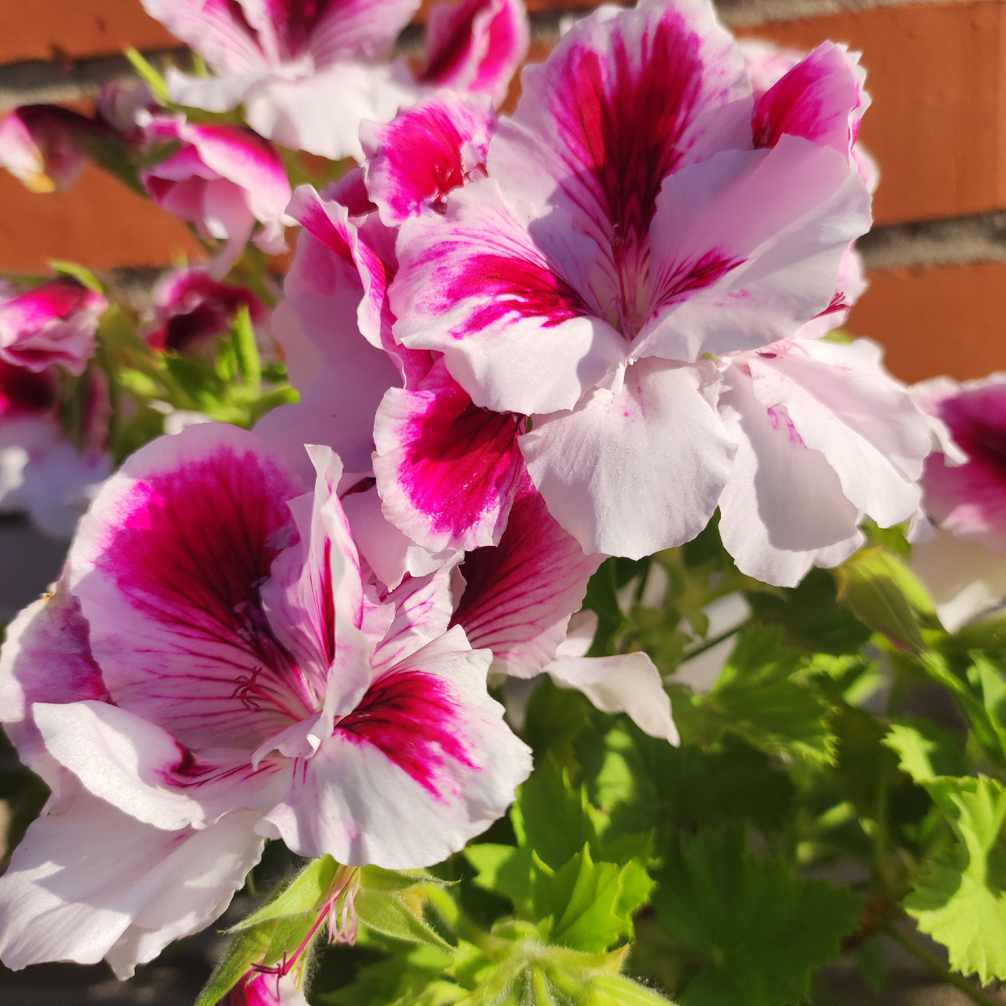A close-up shot captures a cluster of pink and white geranium flowers in bloom. The flowers are the primary subjects, with their delicate petals showcasing a vibrant splash of deep pink or fuchsia radiating from the center and streaking outwards. Some petals are predominantly white with pink markings, while others are almost entirely pink. The texture of the petals appears soft and slightly ruffled.
The flowers are set against a background that includes lush green foliage, suggesting they are part of a garden or potted plant. In the upper right portion of the frame, a textured, reddish-brown surface is visible, likely a brick wall, providing a contrasting color and texture to the soft blooms. The lighting suggests it is daytime, with sunlight illuminating the flowers and casting subtle shadows, highlighting the details of the petals and the veins within them. The overall mood is bright and cheerful, typical of a sunny day in a garden. No people or text are visible in the image. The location context is Navoloki, Russia.