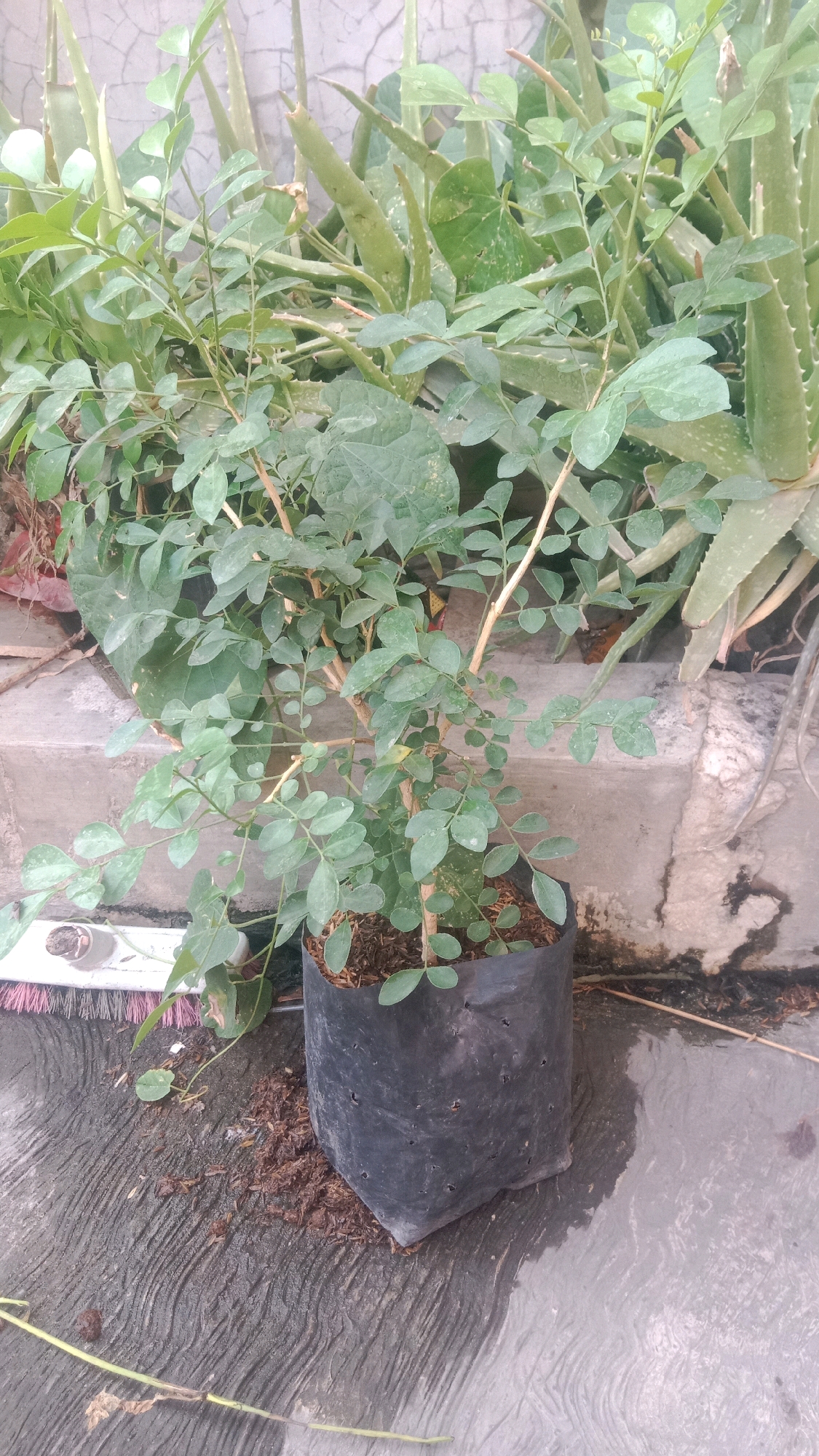 A small potted plant with delicate green leaves sits on a concrete surface. The plant is in a black plastic bag, and loose soil surrounds its base. Behind the plant, several aloe vera plants stand tall against a textured concrete wall. The concrete ground appears wet in some areas, reflecting the surrounding environment. To the left, a broom is partially visible, its bristles touching the ground near the potted plant. The scene is set outdoors, likely in a garden or yard in Jalenjaya, Indonesia.