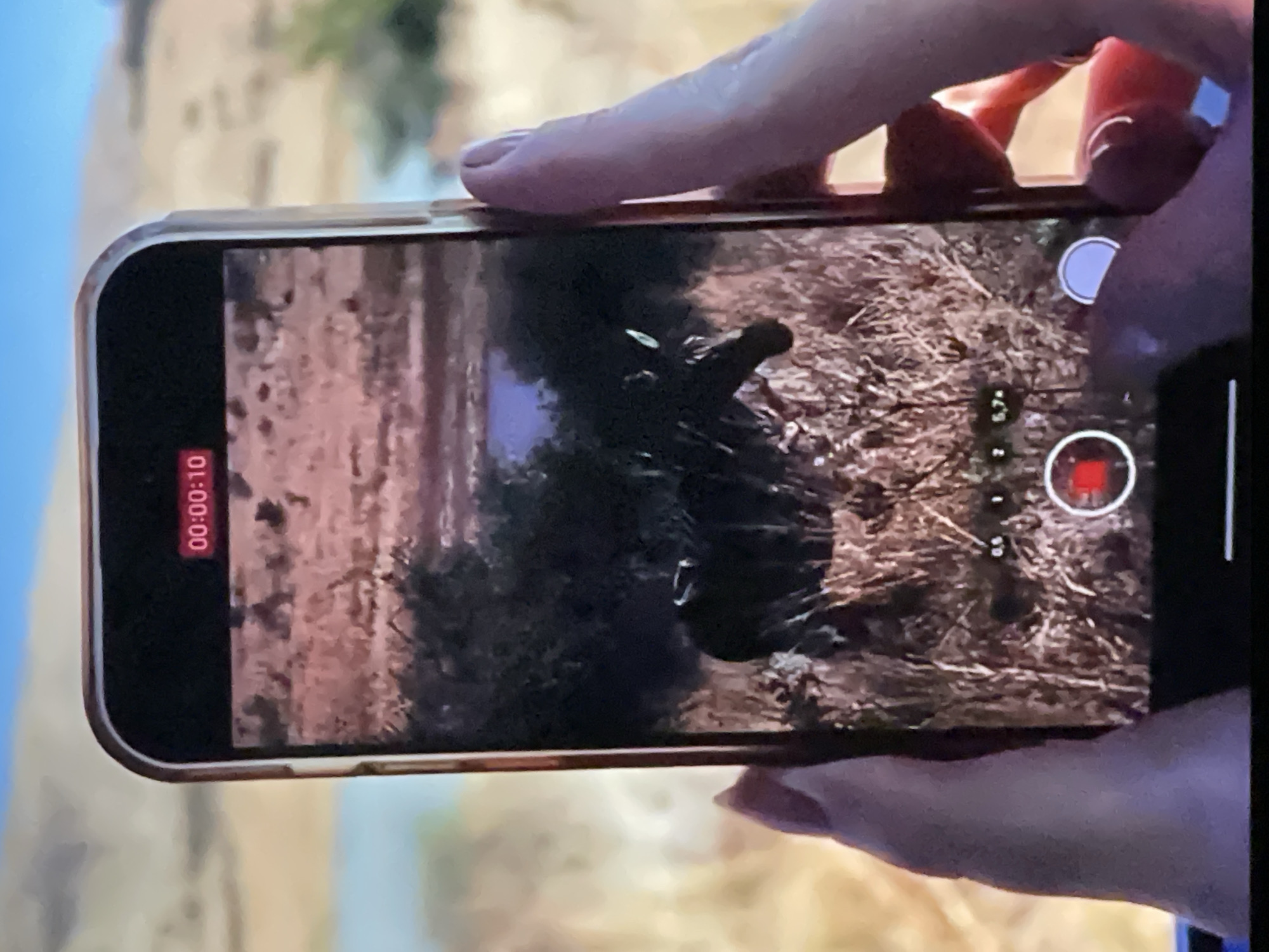 A smartphone is held in two hands, displaying a video recording of a dark-colored animal, possibly a moose or elk, standing in dry grass with bushes and a small body of water in the background. The phone's screen shows a red timer at the top indicating "00:00:10" and camera controls at the bottom, including a red record button. The background beyond the phone is blurred, showing a landscape with hills and a body of water. There are no specific elements in the image that suggest a location in Pattaya City, Thailand.