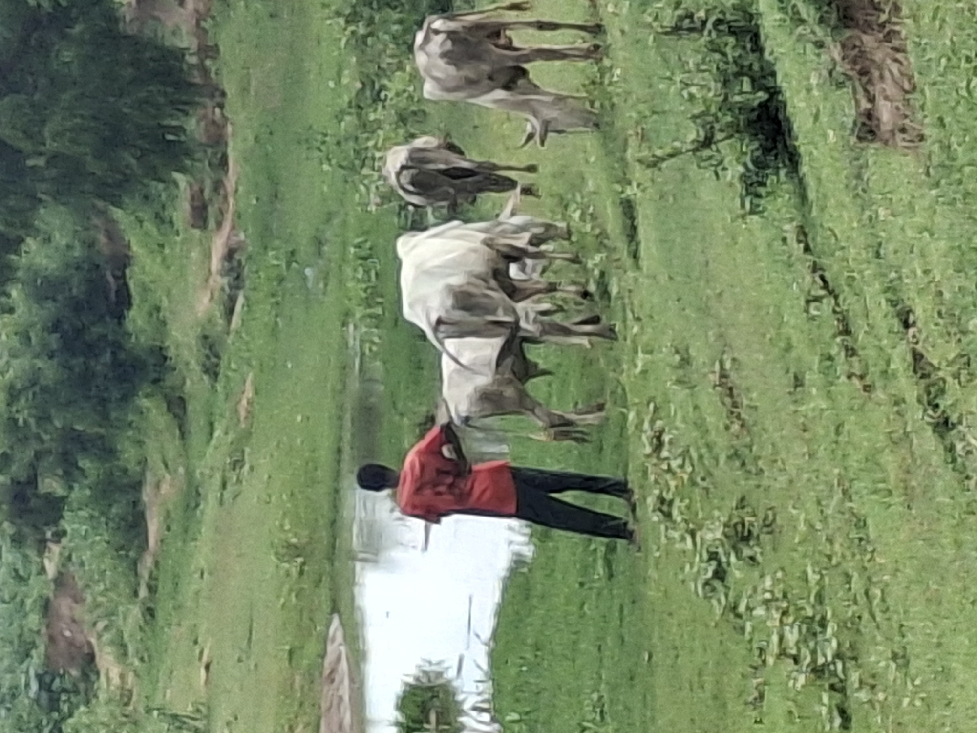 A person wearing an orange t-shirt and dark trousers stands in a grassy field, facing a body of water. Several light-colored cows are grazing in the field. The scene appears to be in Kwadon, Nigeria, with lush green vegetation and a natural body of water. The person's stance suggests they are observing the cows or the water. The environment is rural and appears to be during the daytime.