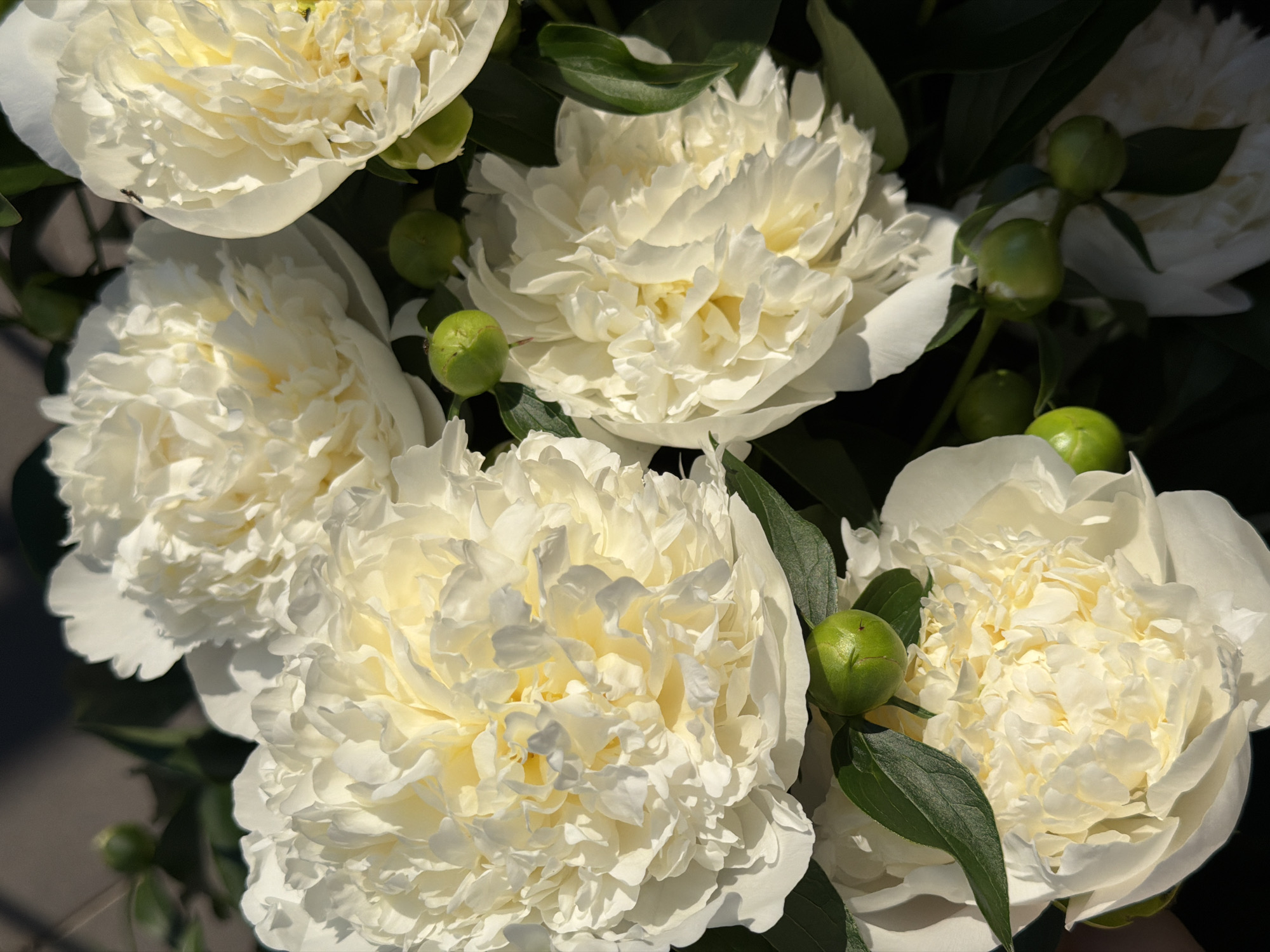 A close-up, overhead shot features a bouquet of white peonies with hints of yellow in their centers, set against a dark background. The peonies are in various stages of bloom, with some fully open and others still in bud. Their petals are layered and ruffled, creating a soft, textured appearance. Several round, green buds are scattered amongst the flowers, some showing small leaves emerging. The lighting suggests an outdoor setting, with sunlight casting shadows on the petals and highlighting their delicate details. The overall impression is one of natural beauty and freshness. The scene is located in Unknown, Unknown.