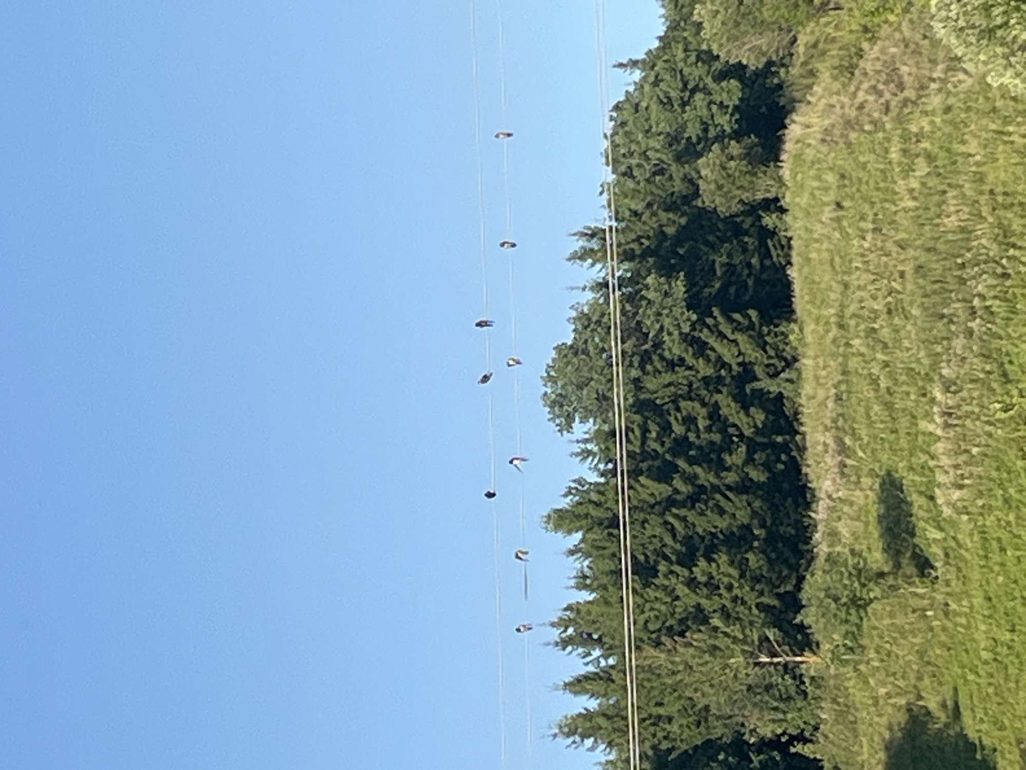 A clear blue sky is visible above a line of coniferous trees. Several birds are perched on power lines stretched across the sky. The foreground is a grassy slope with some trees and shadows.