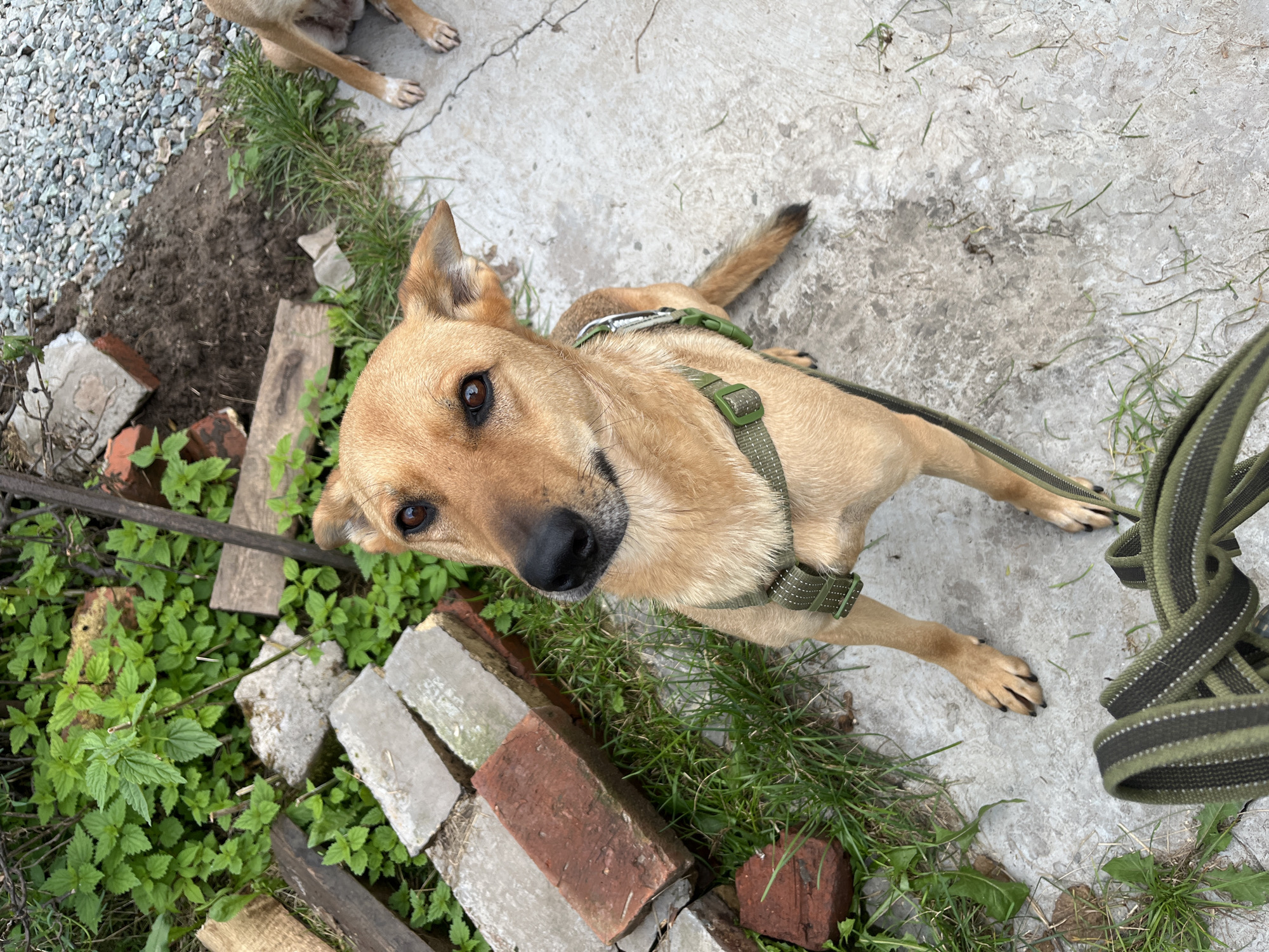 The image shows a medium-sized, light brown dog with alert eyes and erect ears, wearing a green harness and leash. The dog is sitting on a concrete surface with scattered grass and debris. In the background, there are piles of bricks, wood, and some green plants. To the right, the hindquarters of another dog are visible. The scene appears to be an outdoor area, possibly a yard or construction site, in Nizhny Tagil, Russia. The lighting suggests it is daytime.