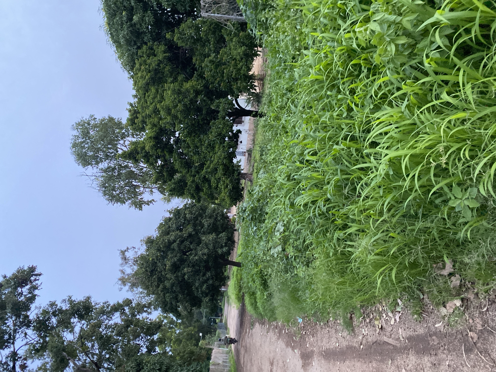 The image depicts a dirt road in Gwong, Nigeria, bordered by lush greenery and large trees. The perspective is from a low angle, looking upwards towards a pale, overcast sky. On the right side of the road, dense, tall grass and foliage create a vibrant green wall, with some dried leaves scattered on the ground at its base. On the left side, several mature trees with dark green foliage are visible, casting shadows. In the background, a white building with windows and a sloped roof can be seen nestled amongst the trees. A person is riding a dark-colored motorcycle on the road, heading away from the viewer. The overall impression is that of a rural or semi-rural setting during the day, possibly after rain, given the vibrancy of the vegetation and the overcast sky. There is no visible text in the image.