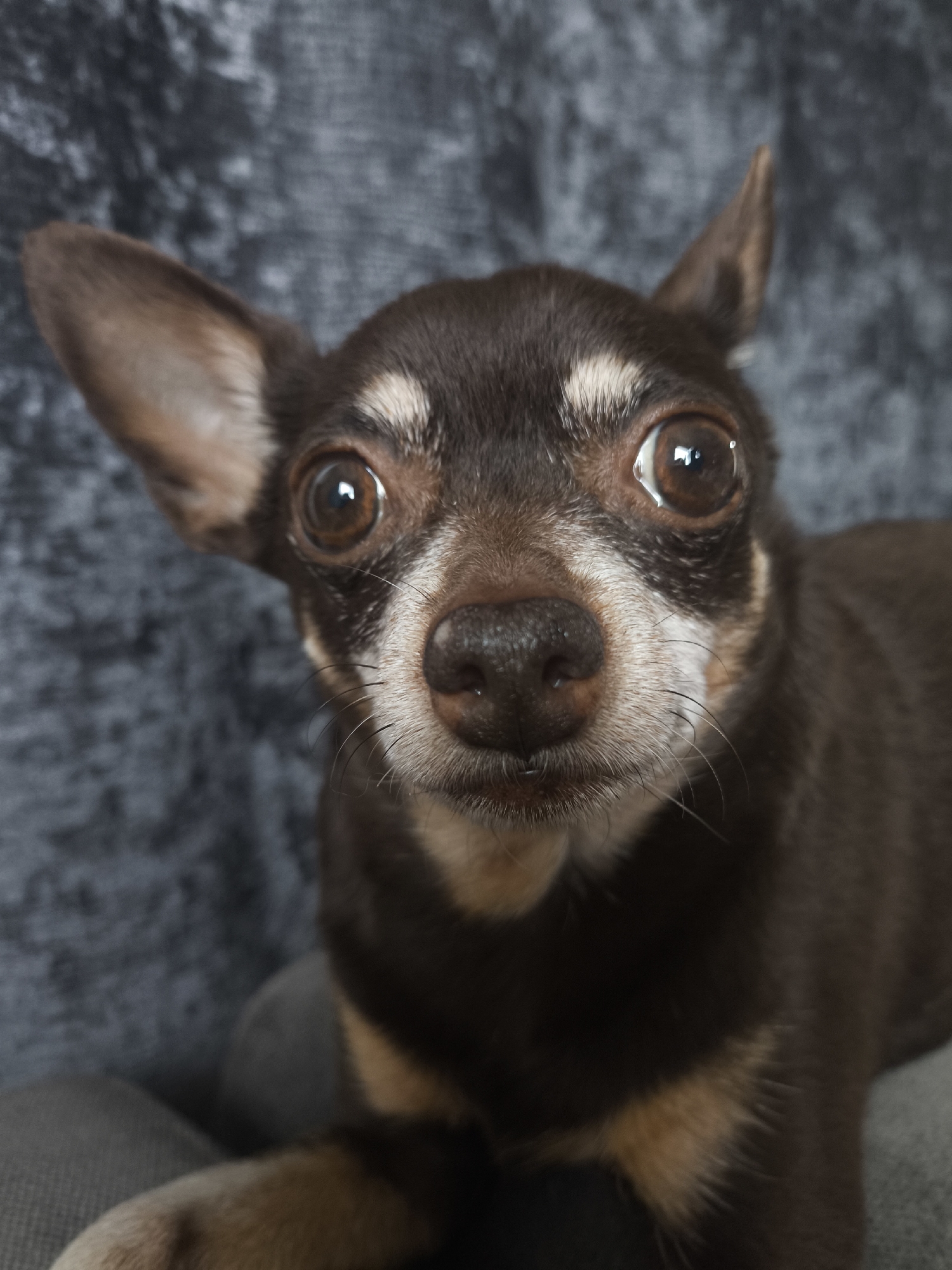 A close-up, head-on portrait captures a small, brown Chihuahua dog with large, expressive eyes against a dark, textured, possibly velvet background. The dog's ears are alert and held high, with one ear tilted slightly to the left. Its nose is dark and wet, and long whiskers fan out from its muzzle. Light reflects brightly in its large, round, brown eyes, giving them a wide-eyed appearance. The dog's fur is predominantly dark brown with tan markings around its muzzle and under its chin. The lighting appears to be from the front and slightly above, highlighting the dog's features. The lower portion of the image shows a hint of a gray upholstered surface the dog is resting on. There is no indication of Kaliningrad, Russia, or any specific city location within the image.