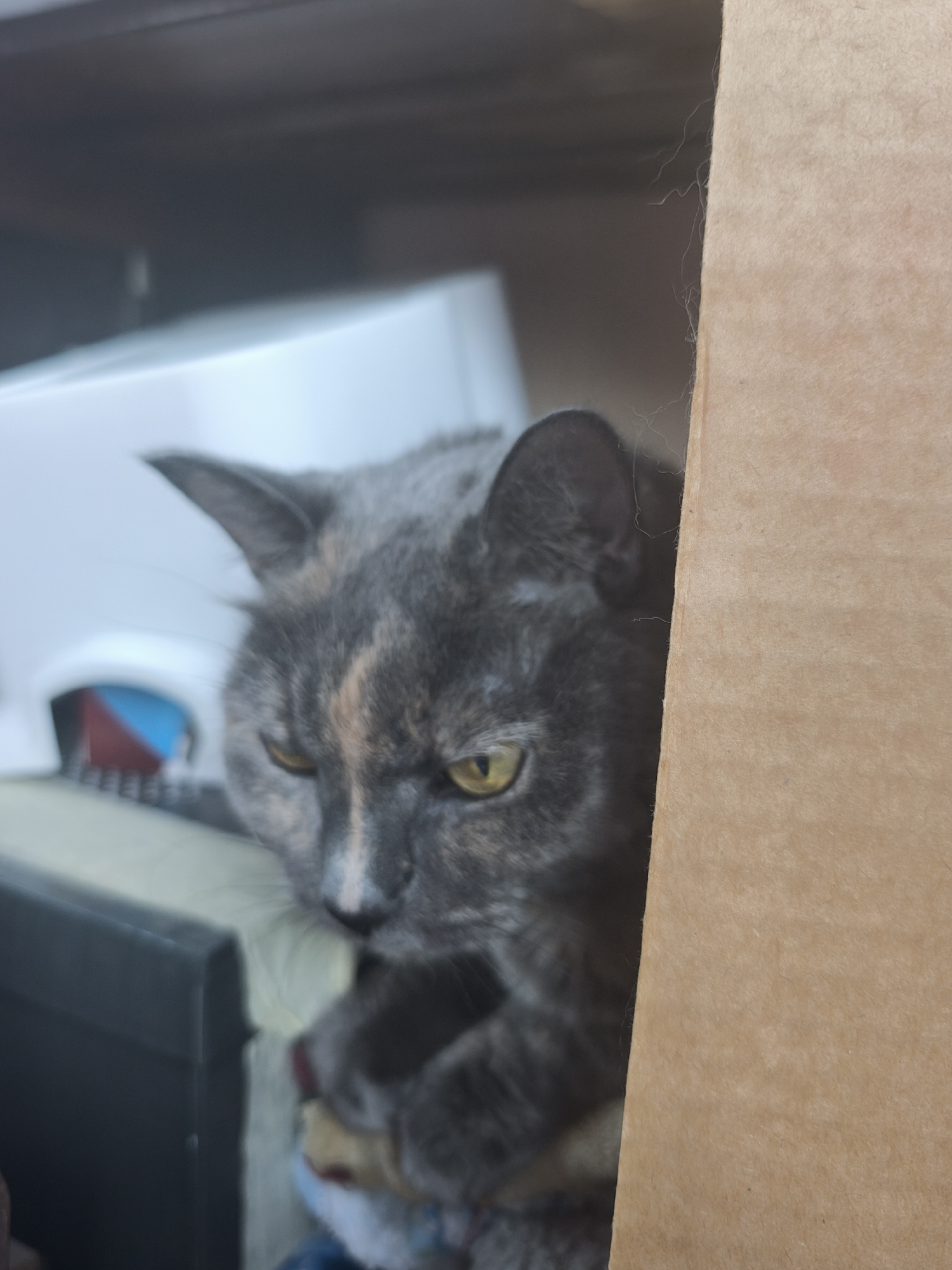 A cat is in a cardboard box. The cat is gray and tan with yellow eyes. The cat is looking toward the left of the frame. Behind the cat are various objects. The location is not identifiable from the image.