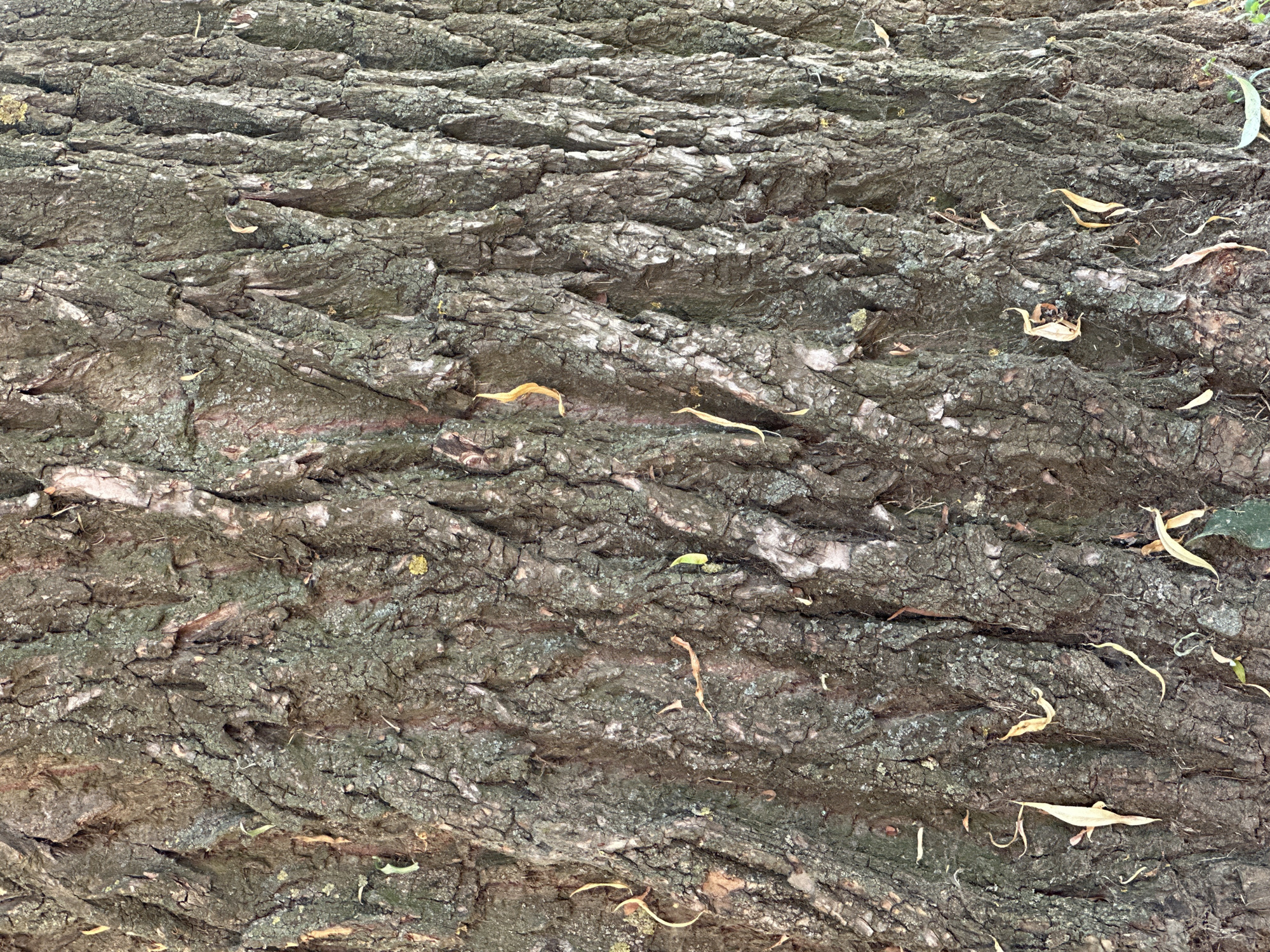 The image is a close-up, full-frame shot of the textured bark of a large tree. The bark is dark brown and gray, with deep vertical ridges and furrows. There are patches of green moss and lichen growing on the surface, and several dried leaves are scattered across the bark. The lighting is even, suggesting it might be an overcast day or the image was taken in shade. There are no people or any other visible objects besides the tree bark. The location is not specified within the image, and therefore, its presence in Minsk, Belarus cannot be determined.