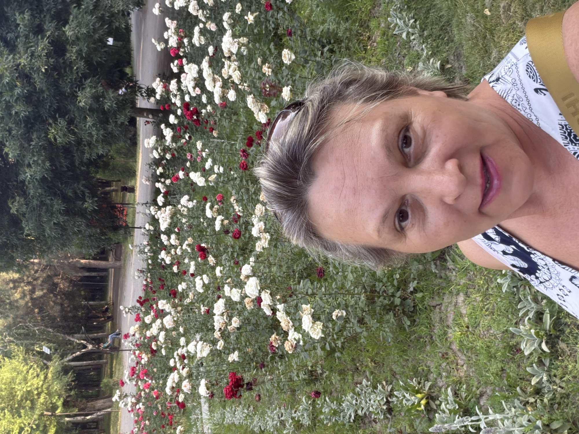 The image shows a woman taking a selfie in front of a dense bed of roses. The roses are a mix of white and deep red varieties, with some in bloom and others past their prime. The woman is positioned on the right side of the frame, with her face tilted towards the camera. She has short, graying hair and is wearing a white top with a black and white pattern. A gold strap is visible over her shoulder. Her expression appears pleasant, with a slight smile.
Behind the woman and to the left, a path or road is visible, lined by a large tree with dense green foliage. Beyond the path, more trees and some wooden fencing can be seen, suggesting a park or garden setting. The ground is covered in grass and low-lying plants. The lighting suggests it is daytime, likely late afternoon or early evening due to the quality of light. No visible text is present in the image. The overall scene is one of a woman enjoying a moment in a picturesque outdoor setting.