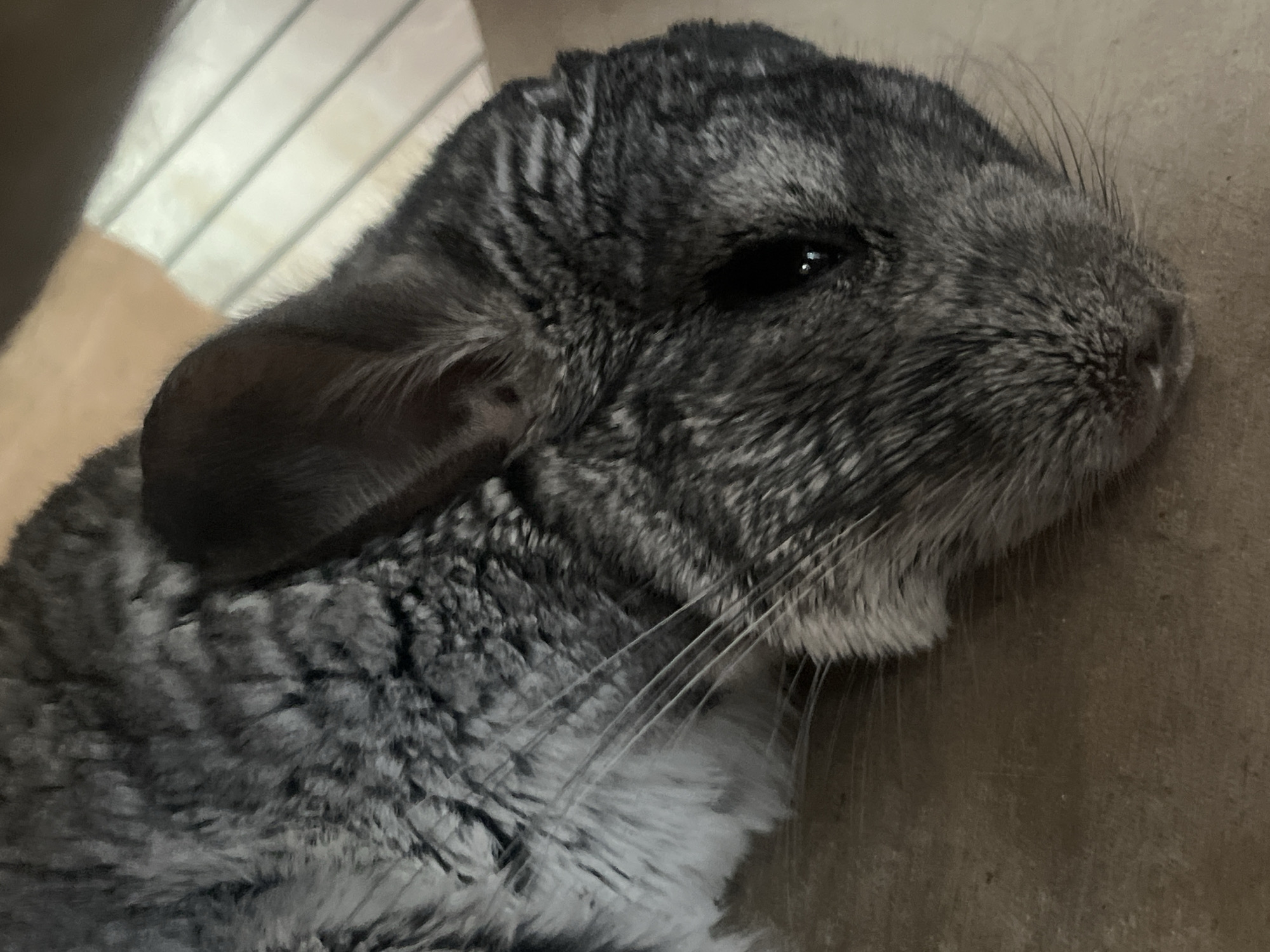 A close-up, eye-level shot shows the face of a chinchilla lying down. The chinchilla's fur is a mix of grey and black. Its right eye is visible and dark. The chinchilla's ears are large and dark brown. The background consists of a light brown surface and a blurred section of light-colored horizontal lines. The location of this image is unknown, but it is not located in the city of Rybnitsa, Moldova.