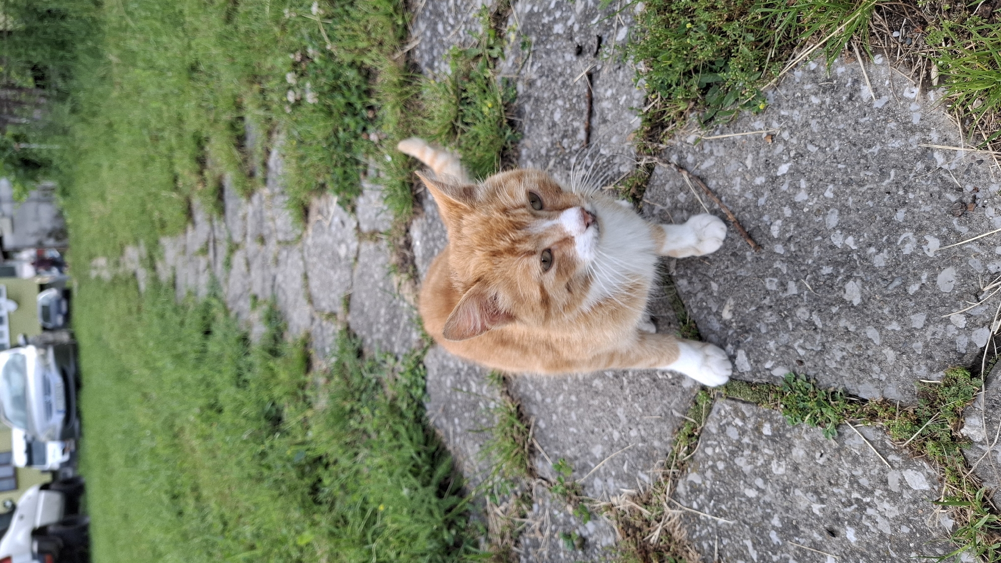 In the city of Unknown, Unknown, an orange and white domestic cat stands in the foreground on a paved pathway. The cat has predominantly orange fur with white markings on its muzzle, chest, belly, and paws, and possesses brown eyes and a pink nose. It faces slightly right of the viewer, looking forward. The pathway is constructed from irregular gray concrete or stone slabs, with green moss and small plants growing in the crevices. Lush green grass borders both sides of the pathway, intermingled with some dried vegetation. A small stick is visible on the path near the cat's front right paw. In the mid-ground, the pathway recedes into the distance, flanked by more grassy areas. The background reveals several parked vehicles, including a partially visible white car on the far left, a silver sedan centrally, and a darker vehicle further right. Behind these vehicles, a multi-story, light-colored building with dark windows is discernible, indicating a residential or semi-urban setting under diffused daylight conditions.