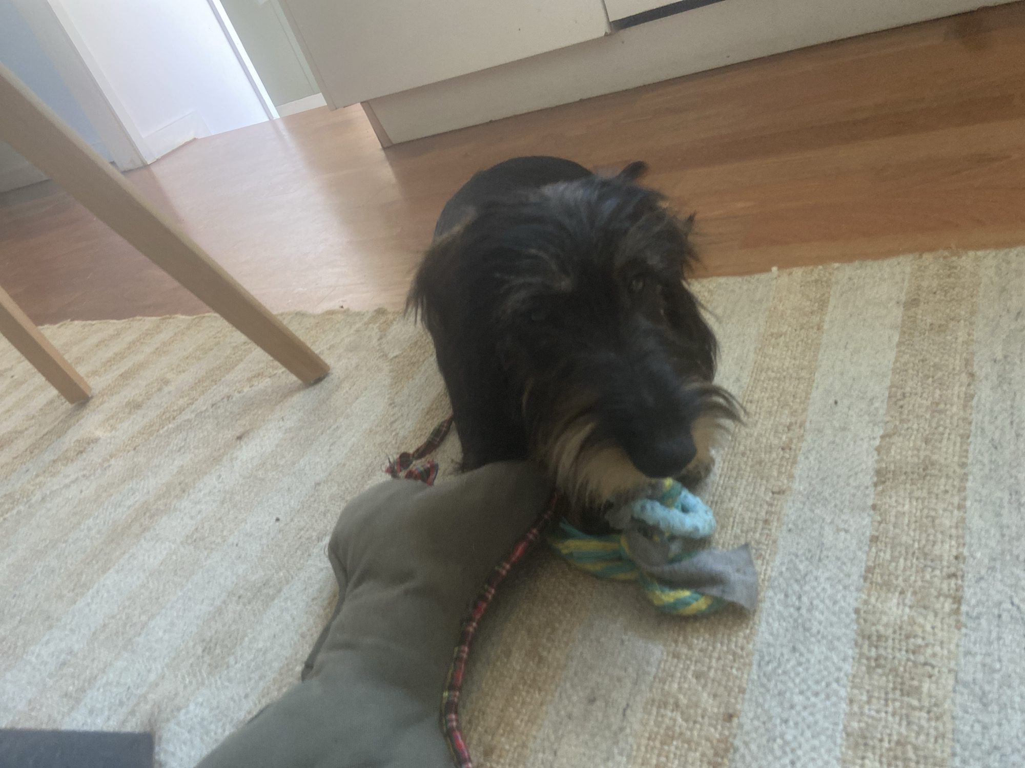 A dark, shaggy dog is playing with a toy on a striped rug. The dog is mostly black with some tan fur around its muzzle. It has a long snout and its fur is somewhat messy. The toy appears to be a stuffed animal or a chew toy, and it has a rope or string attached to it. The toy is grey with a red and black checkered pattern on the rope. The dog is holding the toy in its mouth and appears to be actively engaged in playing with it.
The background shows a wooden floor and a white wall. There is also a glimpse of what looks like furniture, possibly a chair leg, on the left side of the image. The lighting suggests it could be daytime, with natural light coming from the left. The setting appears to be indoors, likely in a home. The overall mood is one of a playful and happy pet. There is no visible text in the image.