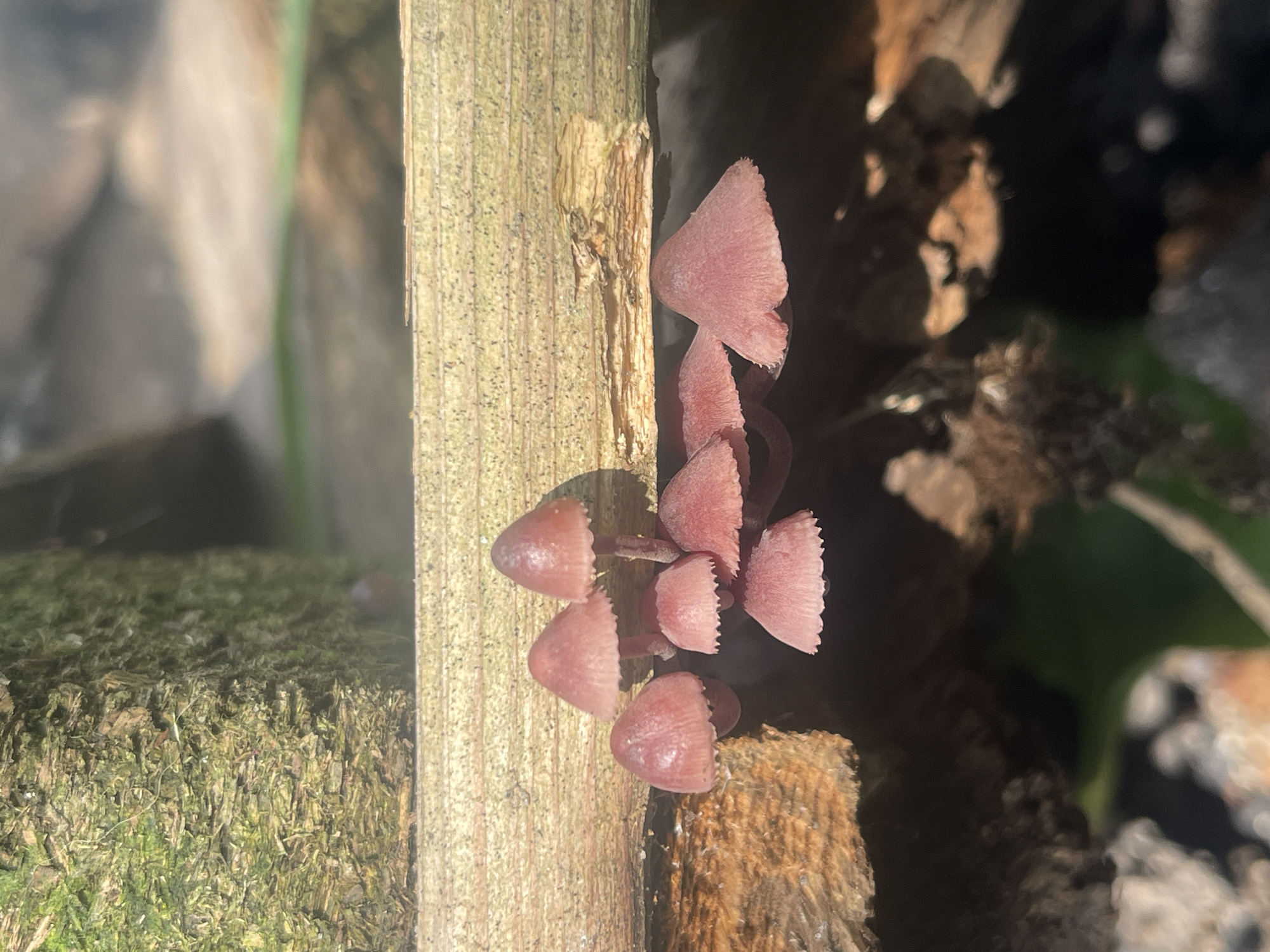 A cluster of small, pinkish-brown mushrooms is growing underneath a horizontal wooden beam. The mushrooms have conical caps and thin stems. The beam is rough and weathered, with visible grain. To the left of the mushrooms, a rough, moss-covered vertical log or post is present. The background is blurred and appears to be a natural outdoor environment with dappled sunlight, suggesting a wooded area or garden. There are no people or animals visible. The scene is set in Barnaul, Russia.