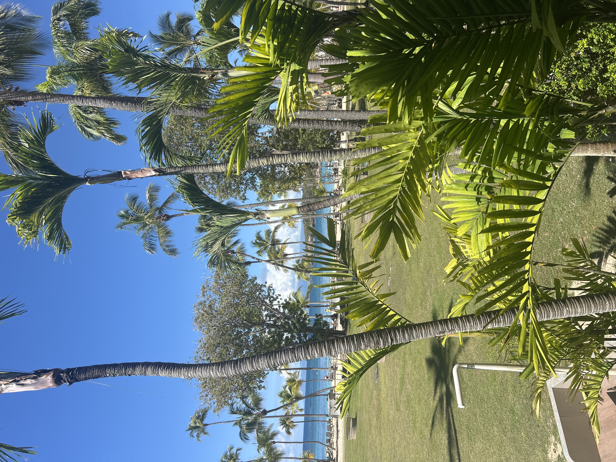 The image shows a tropical scene, likely a resort or coastal area. Tall palm trees dominate the foreground and middle ground, with a clear blue sky visible behind them. The ground is covered in well-maintained green grass. In the distance, the ocean is visible, with a beach and people relaxing on it. The location cannot be determined without additional information, as the image does not contain any specific landmarks or identifiers to confirm it is in Sainte-Anne, France.